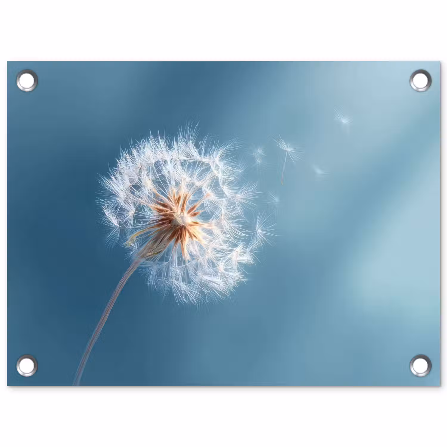 Paardenbloem - Wind - Blauw tuinposter los doek klein -3d