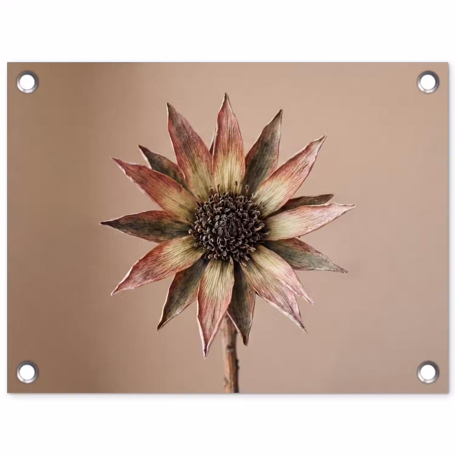 Droogbloem - Protea - Vintage - Beige - Rustiek tuinposter los doek klein -3d
