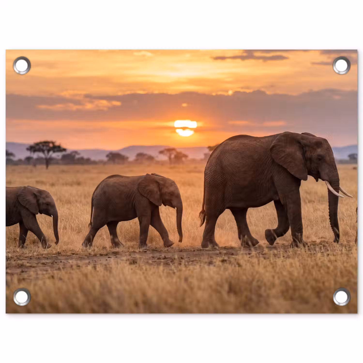 Olifanten - Savanne - Zonsondergang - Afrika - Warm tuinposter los doek klein -3d