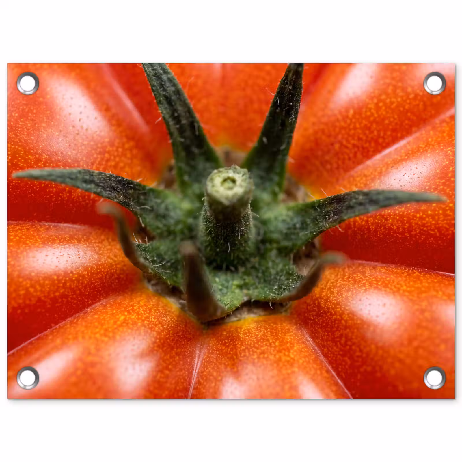 Garden Poster - Food - Tomato - Red - Eten - Tomaat - Rood tuinposter los doek klein