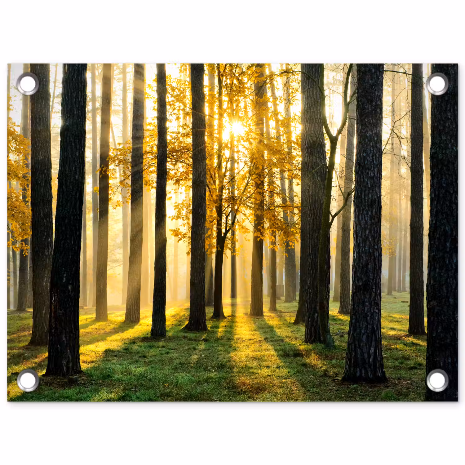 Bos - Zon - Bomen - Gras - Landschap - Natuur tuinposter los doek klein -3d