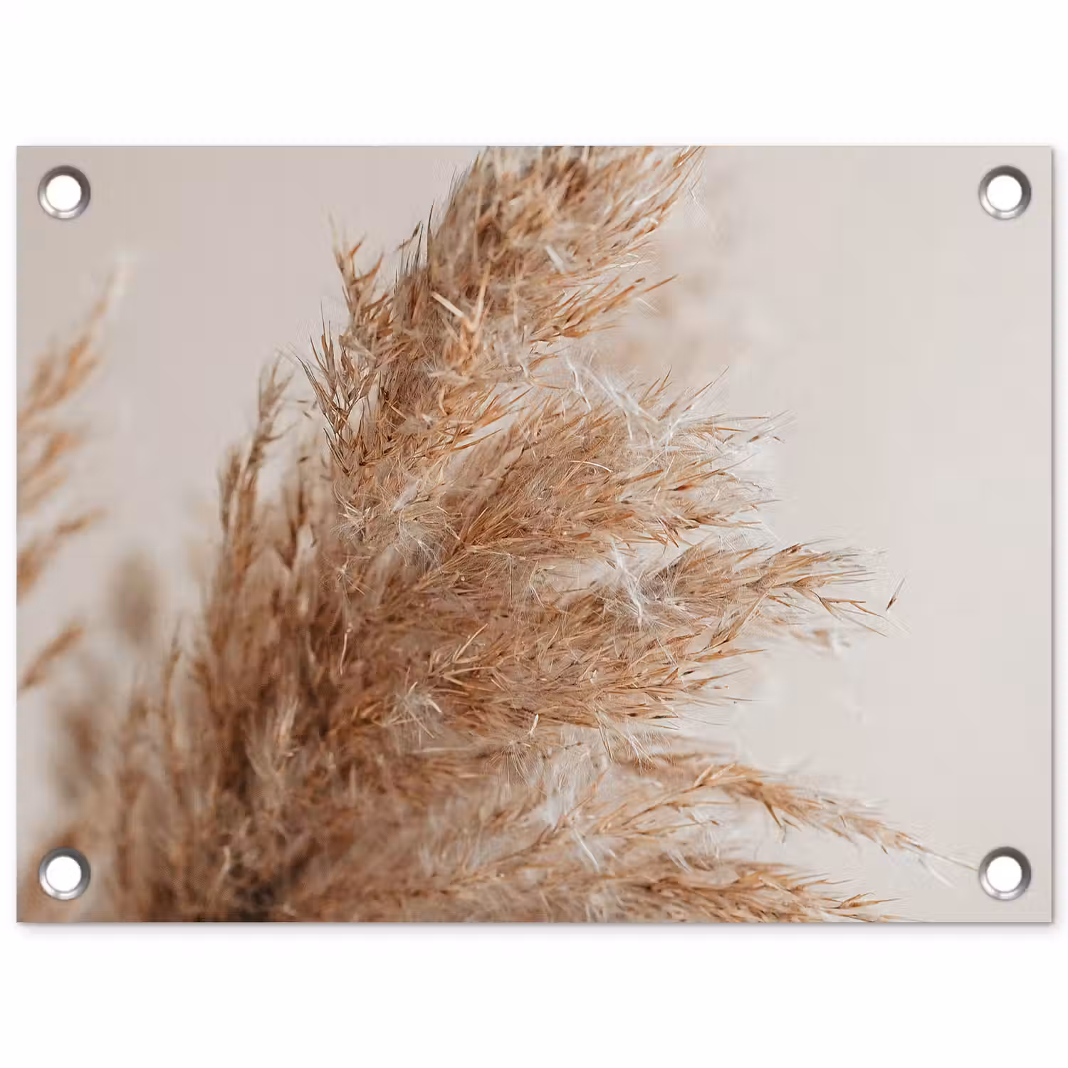 Gras - Planten - Natuur - Pampasgras tuinposter los doek klein -3d
