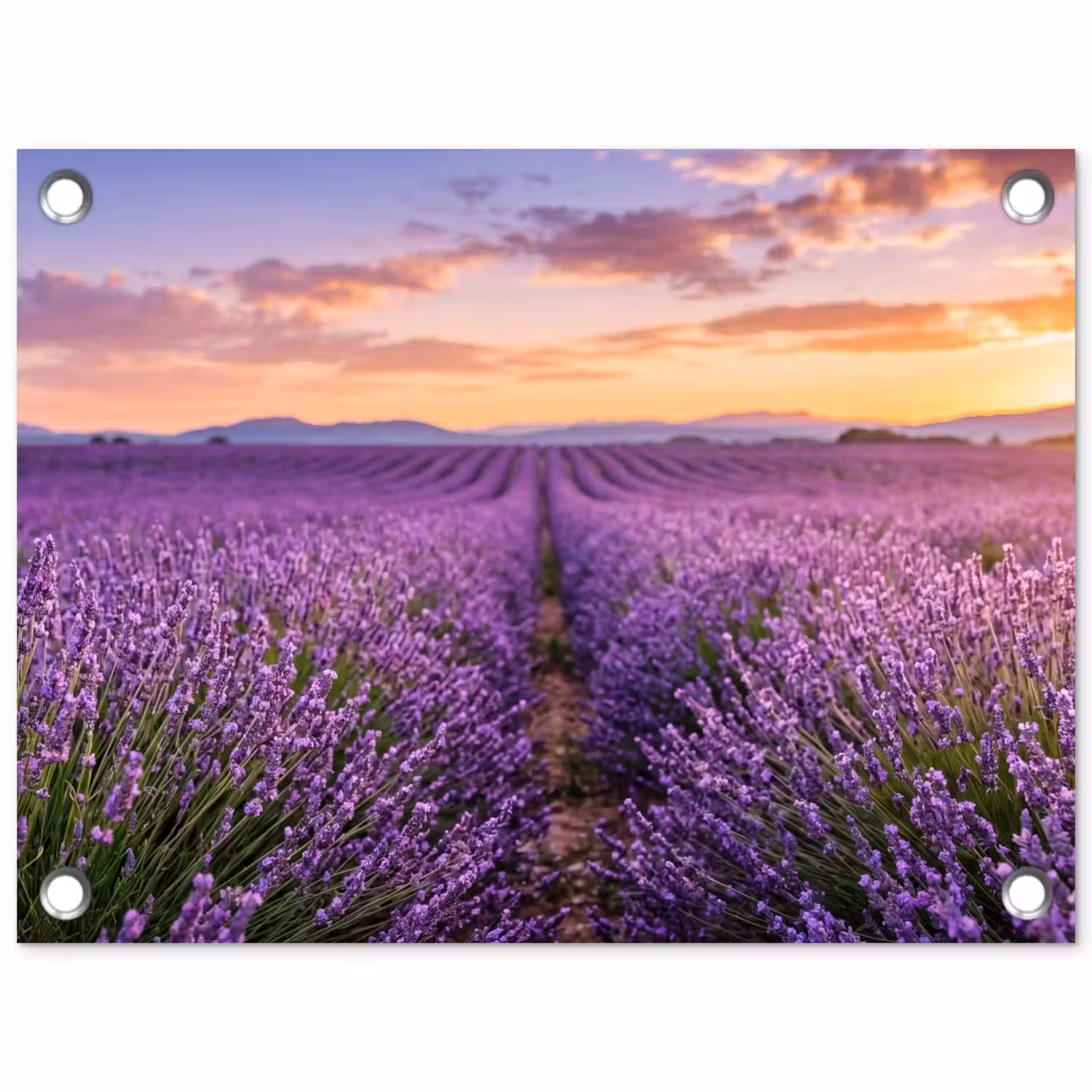 Lavendel - Veld - Natuur - Paars tuinposter los doek klein -3d