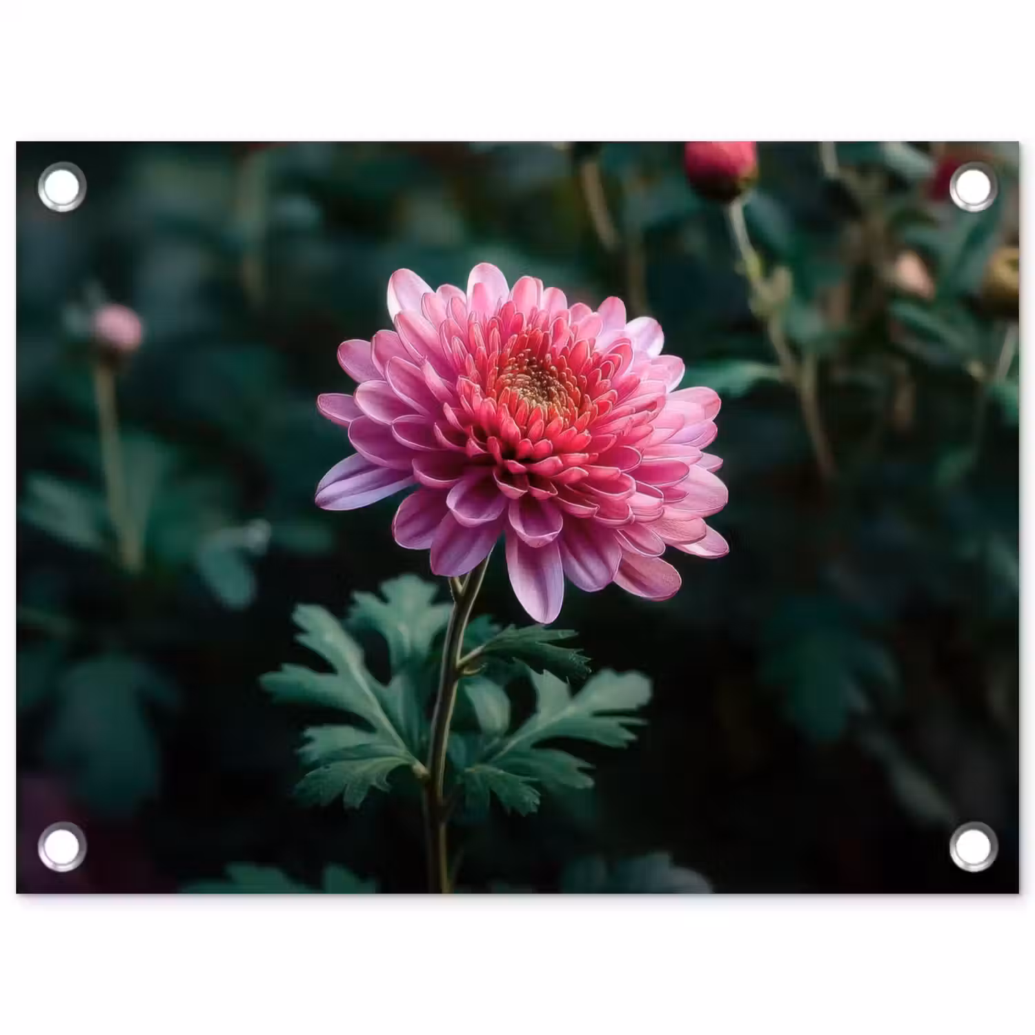 Blad - Chrysant - Roze - Schaduw tuinposter los doek klein -3d