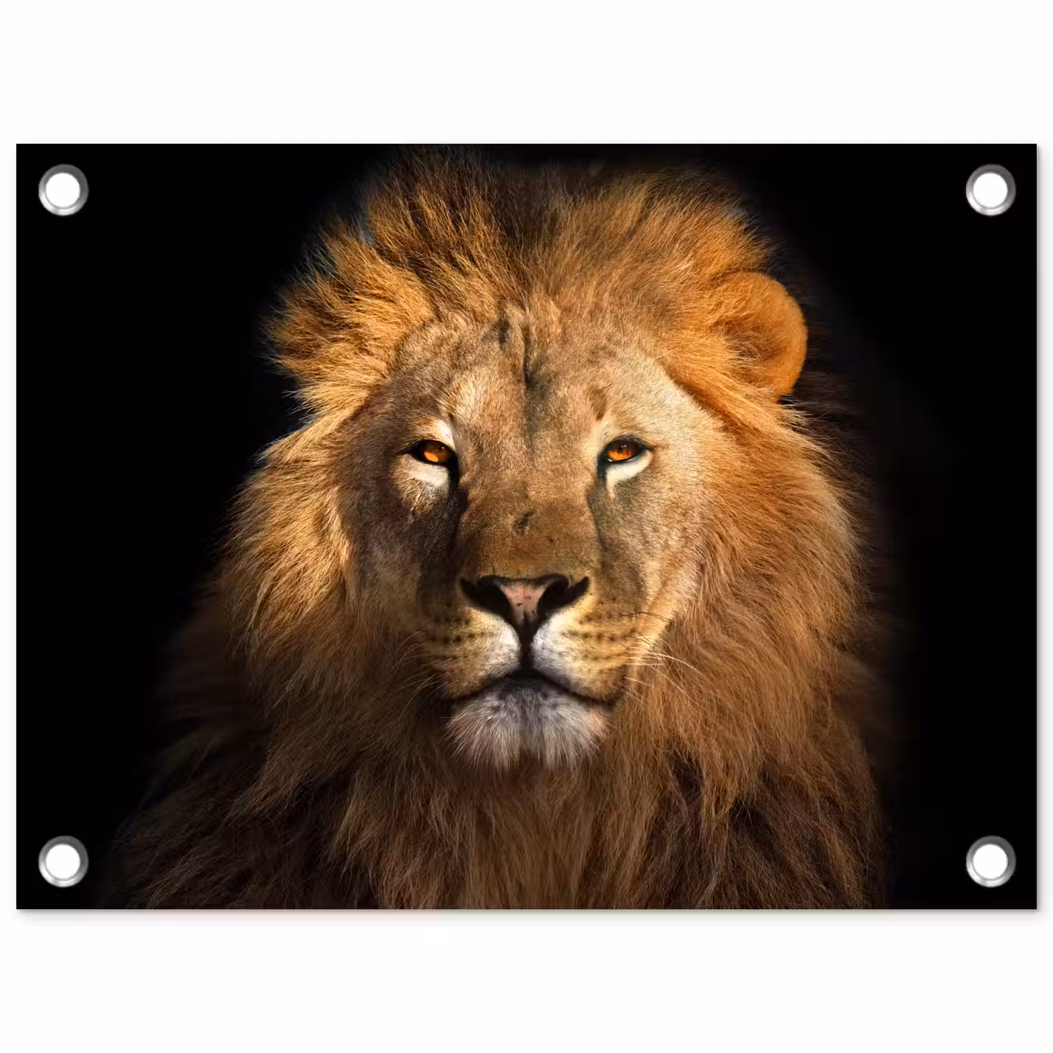 Leeuw - Dieren - Zwart - Licht - Bruin - Portret tuinposter los doek klein -3d