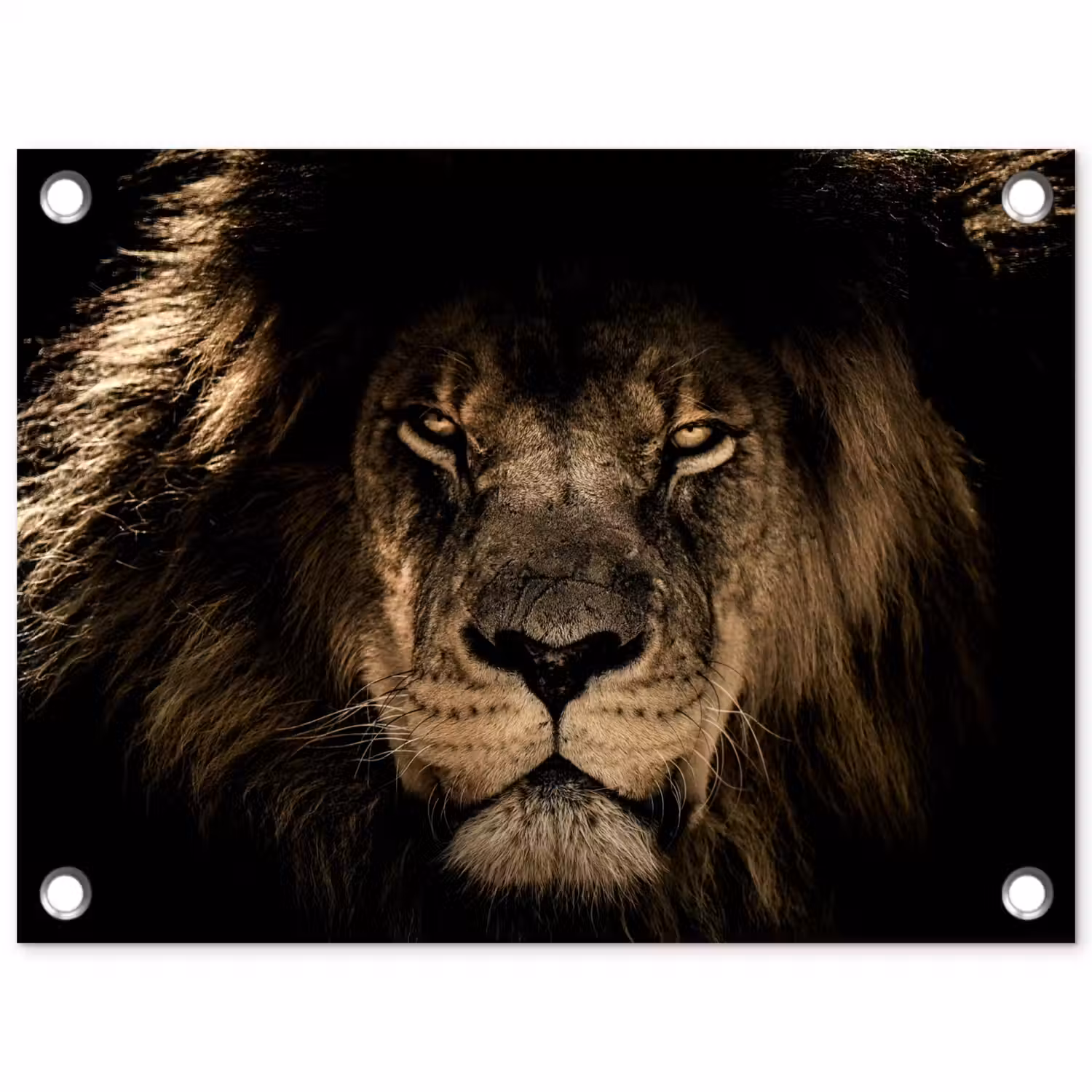 Leeuw - Dieren - Zwart - Portret tuinposter los doek klein -3d