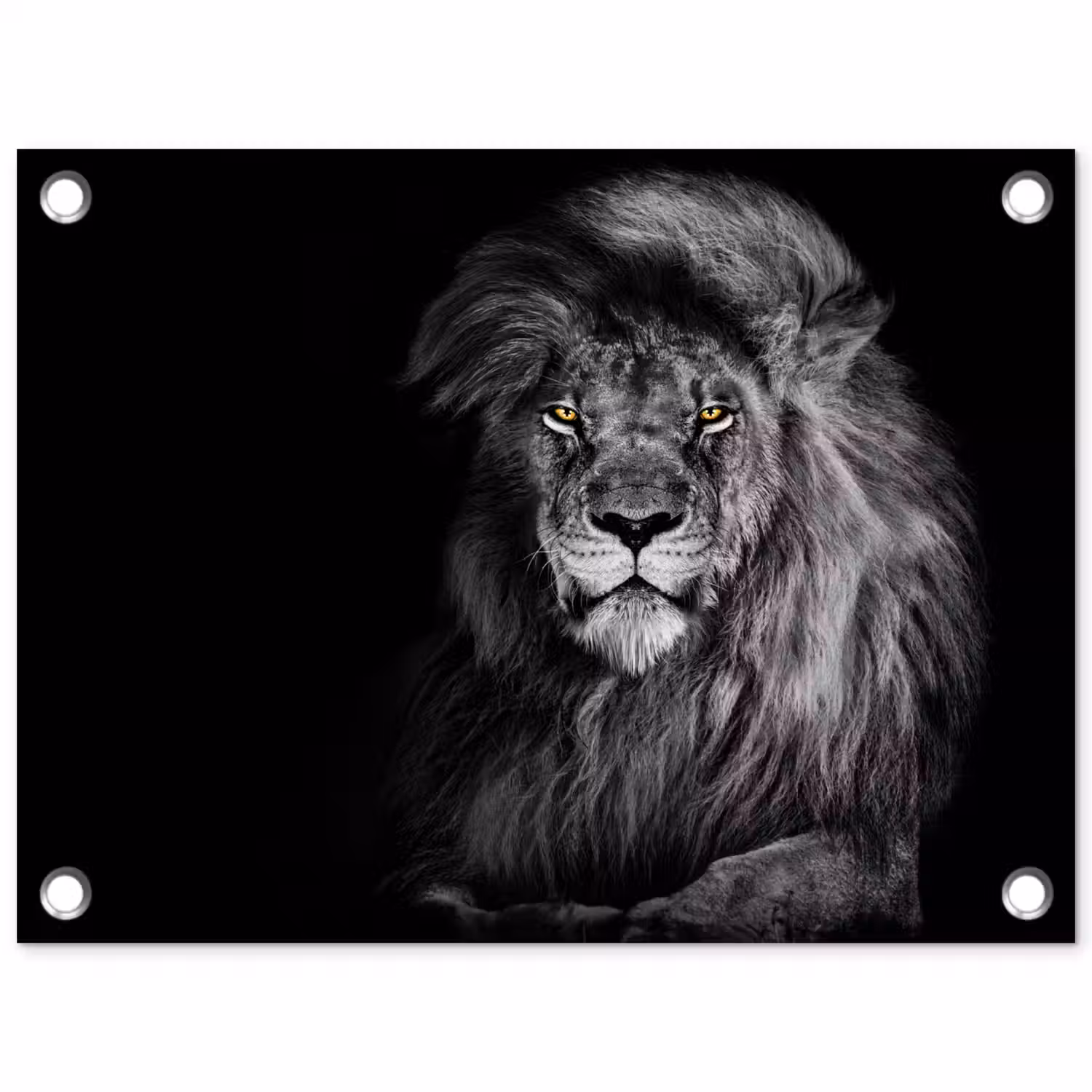 Leeuw - Ogen - Oranje - Zwart wit - Dieren - Portret tuinposter los doek klein -3d