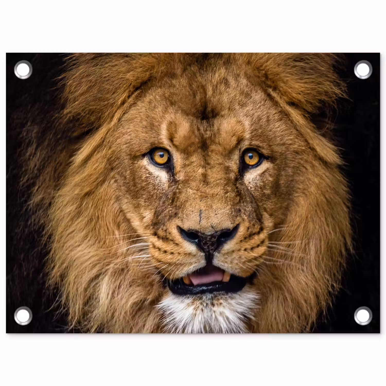 Leeuw - Portret - Zwart - Dieren tuinposter los doek klein -3d