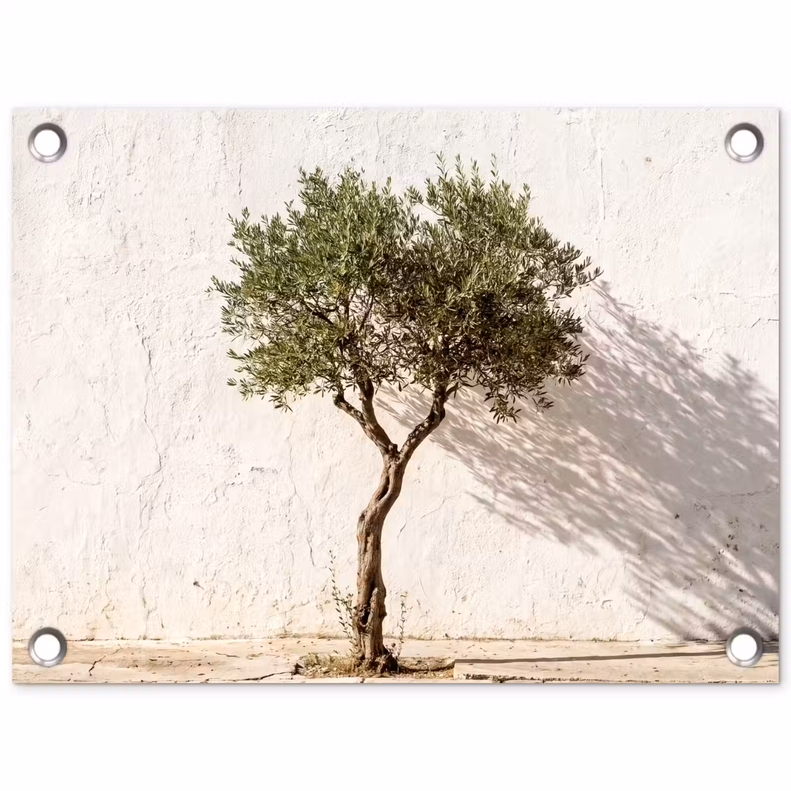 Garden Poster - Olive Tree - Wall - White - Olijfboom - muur - wit tuinposter los doek klein