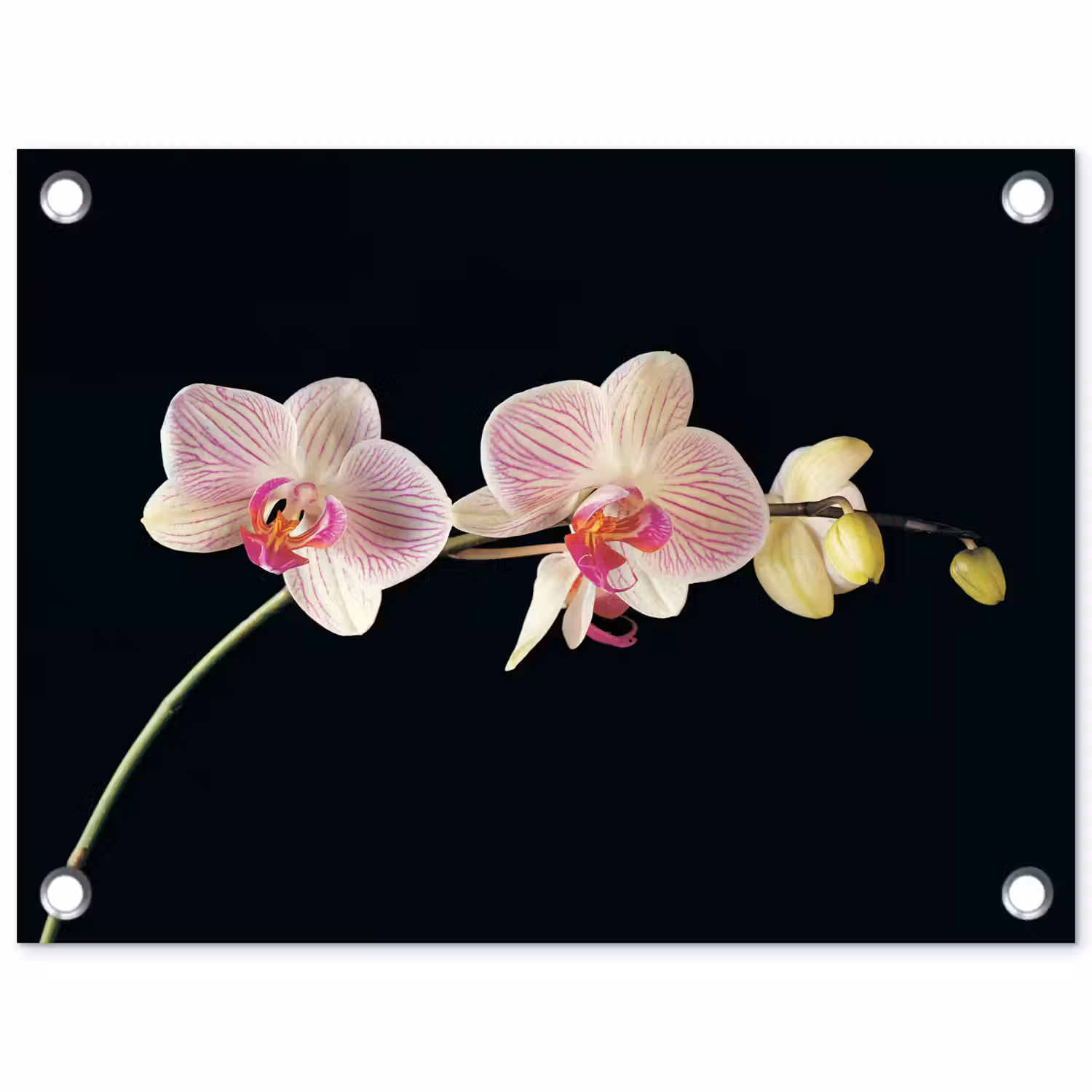 Orchidee - Bloemen - Zwart - Roze - Knoppen tuinposter los doek klein -3d