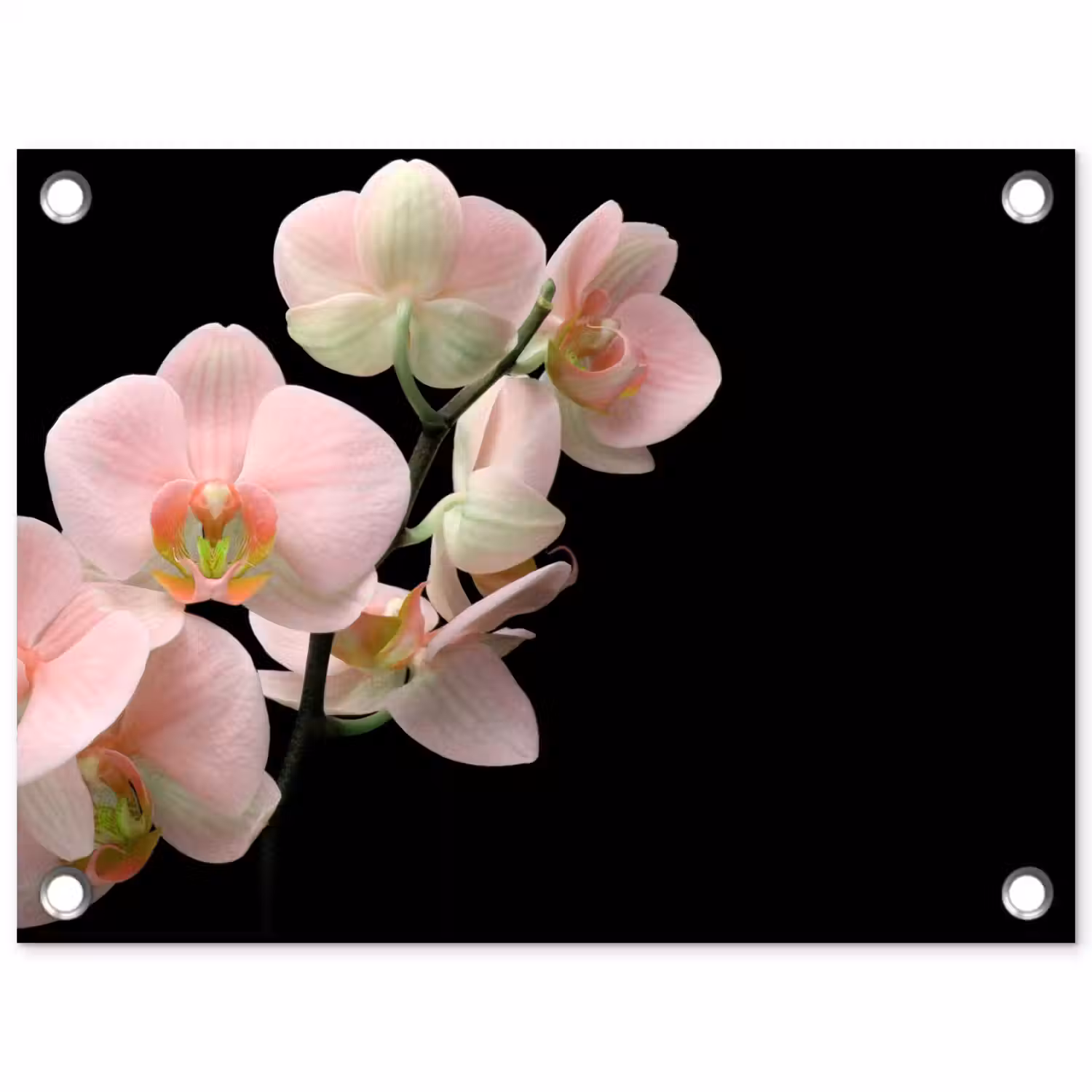Orchidee - Bloemen - Roze - Stilleven - Flora tuinposter los doek klein -3d