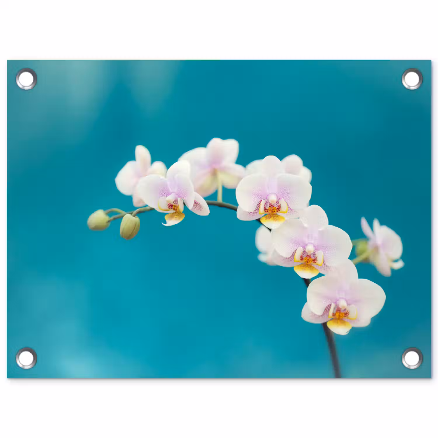 Orchidee - Bloemen - Plant - Wit - Paars tuinposter los doek klein -3d