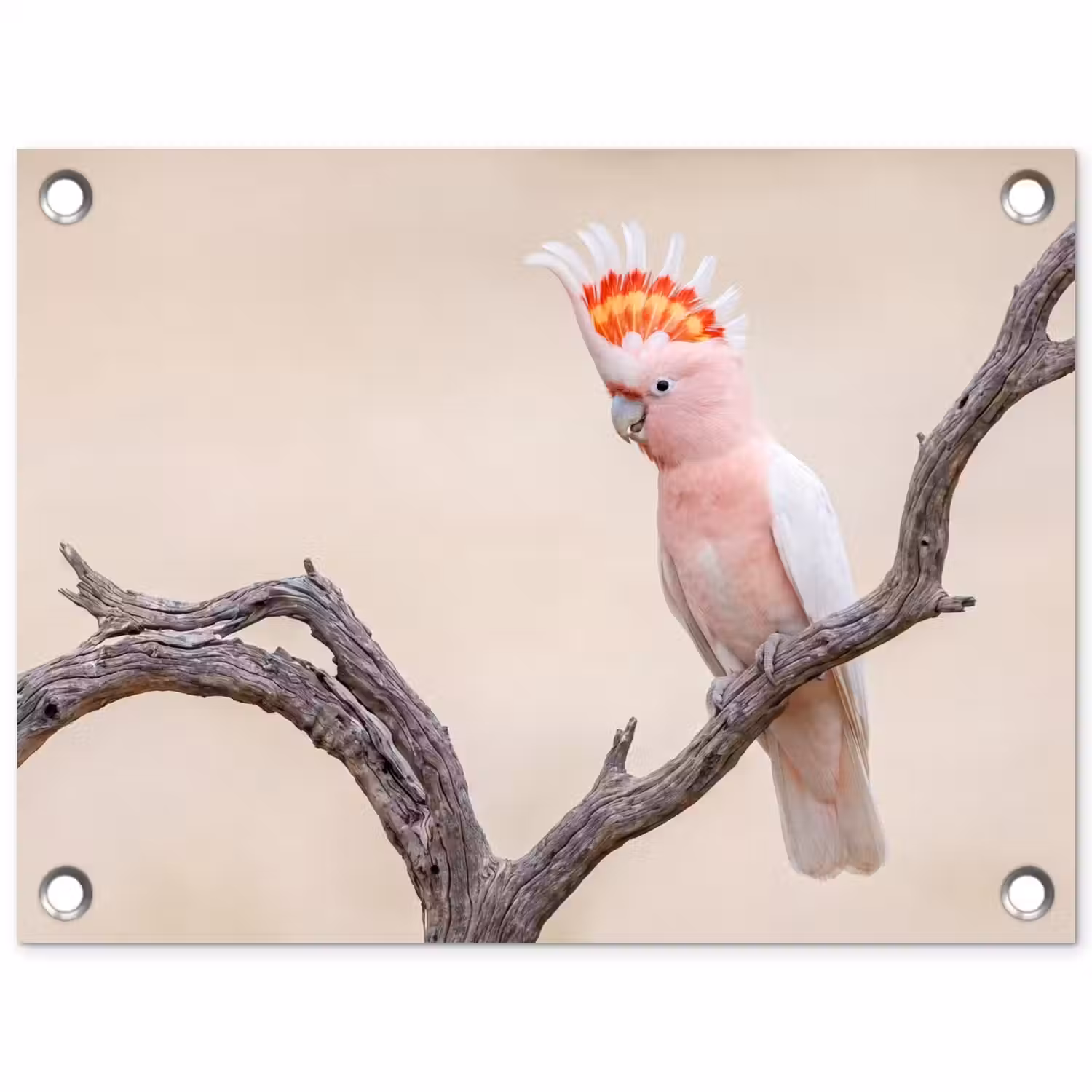 Papagaai - Tak - Roze tuinposter los doek klein -3d