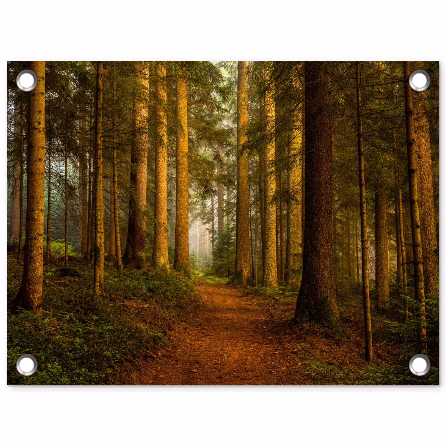 Pad door majestueus dennenbos tuinposter los doek klein -3d