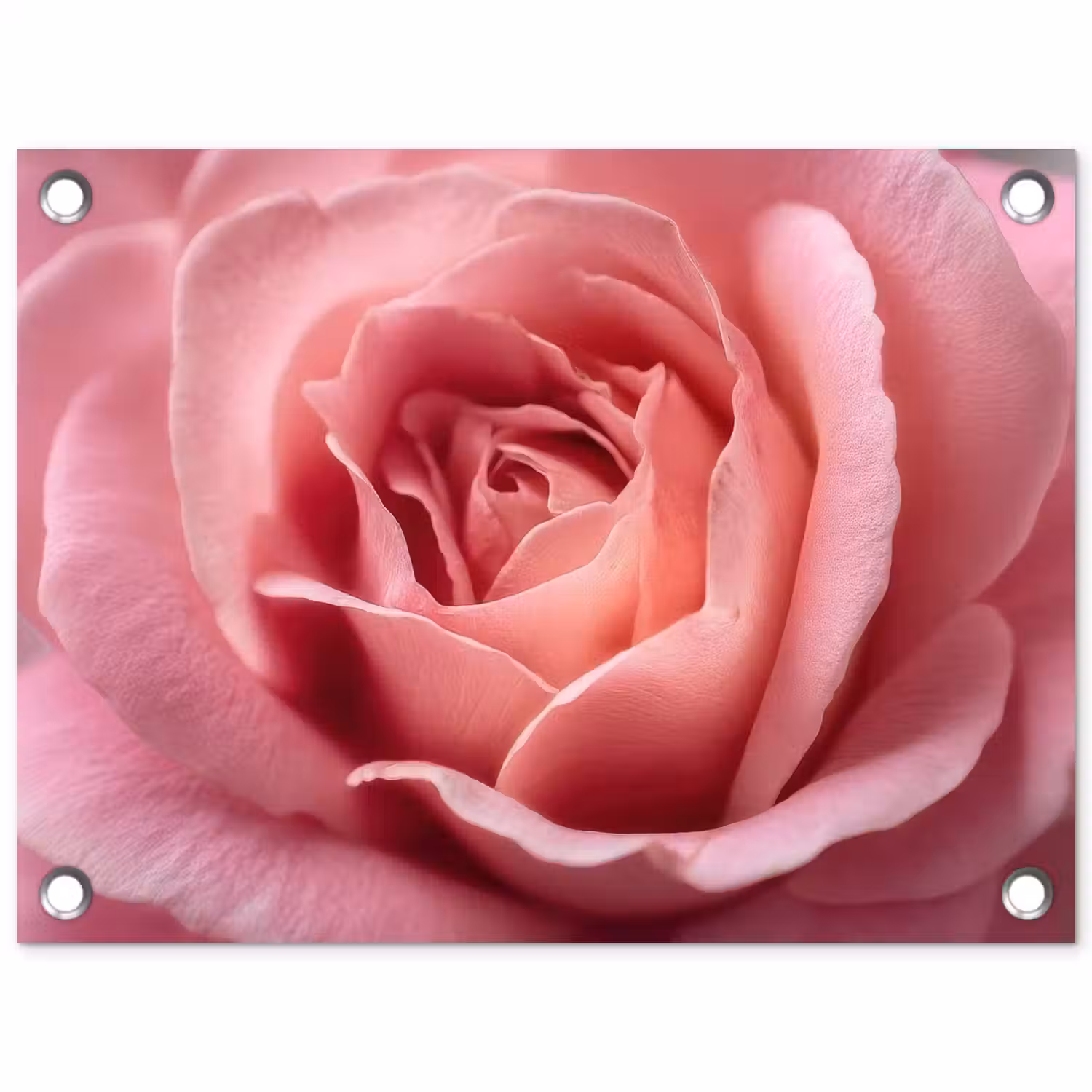 Roze - Roos - Romantisch tuinposter los doek klein -3d