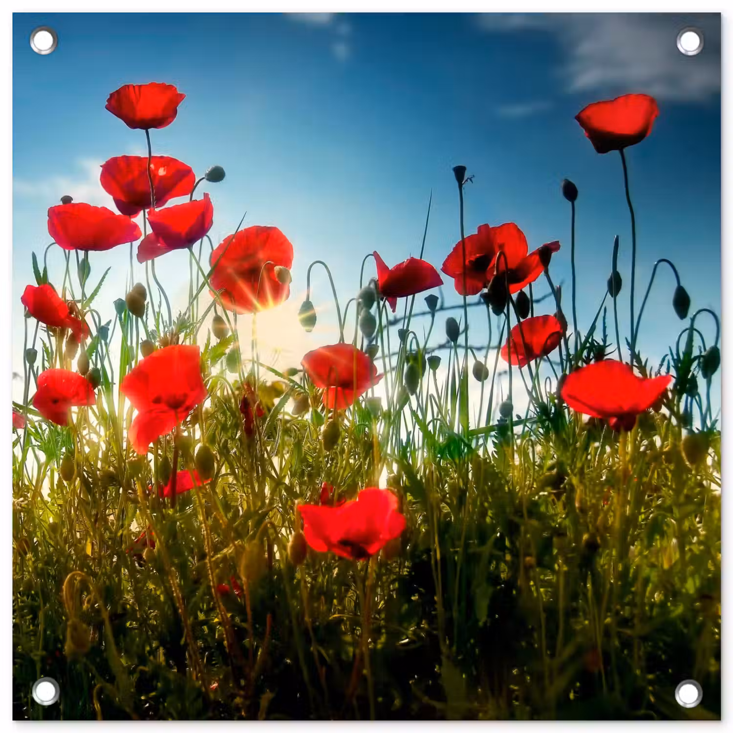 Klaprozen in tegenlicht tuinposter los doek klein -3d