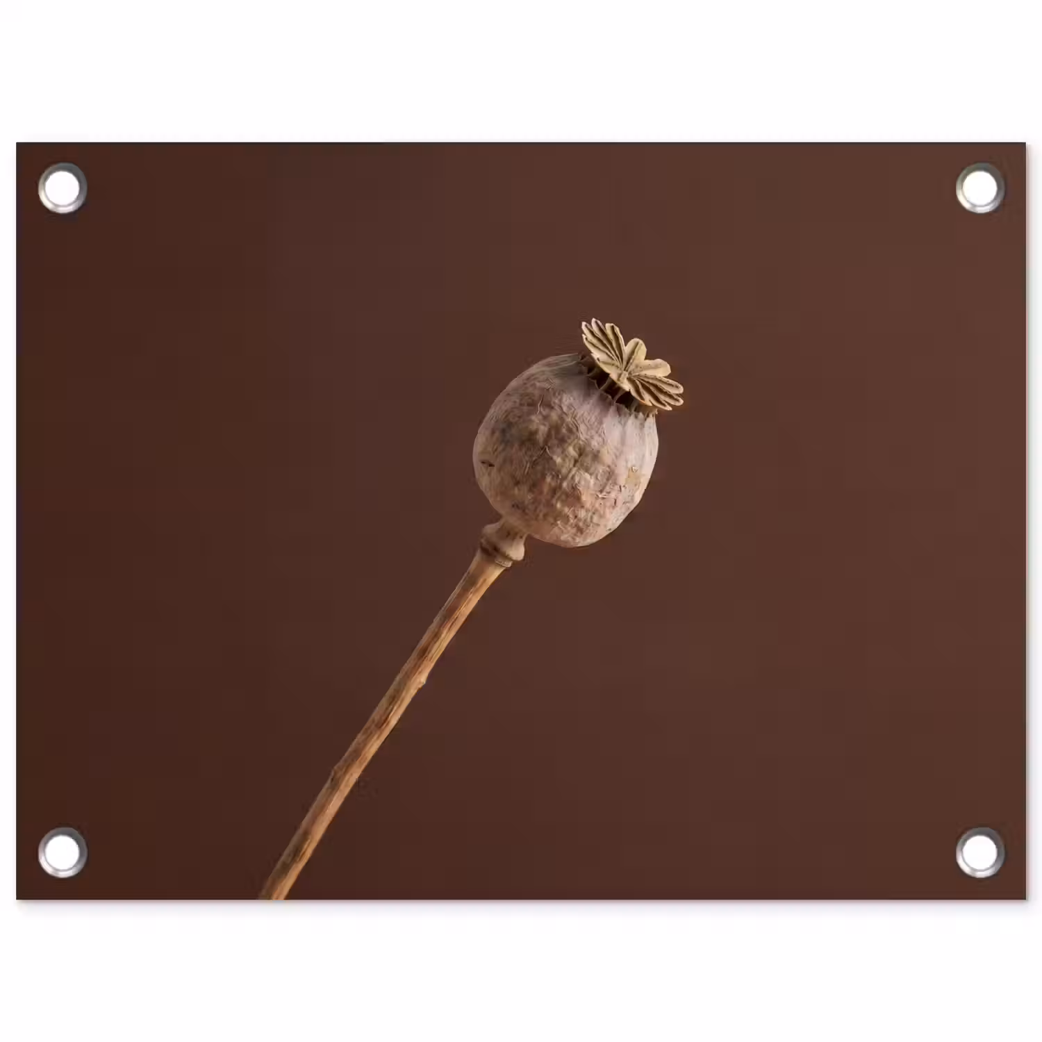 Papaverbol - Droogbloem - Bruin - Minimalistisch tuinposter los doek klein -3d