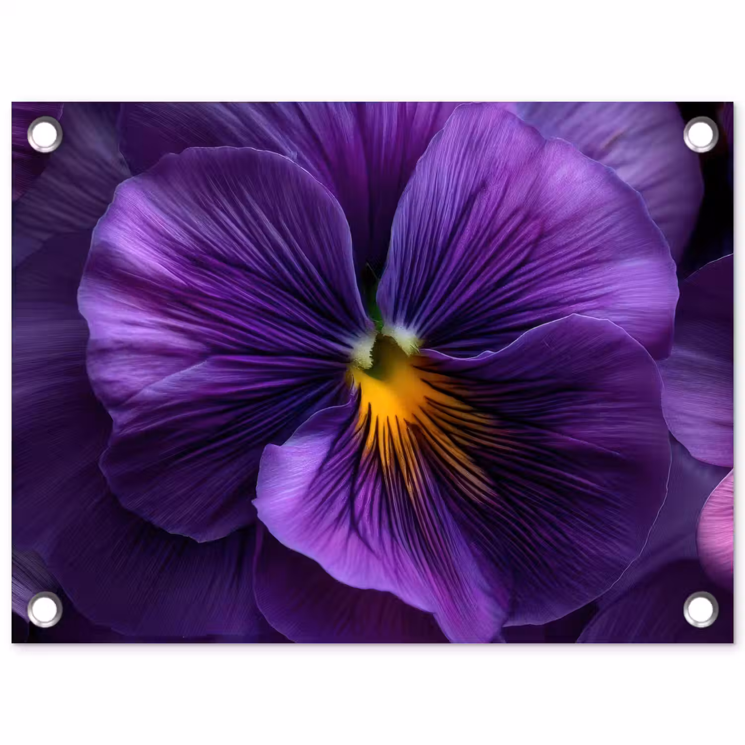 Paars - Viool - Diepte tuinposter los doek klein -3d