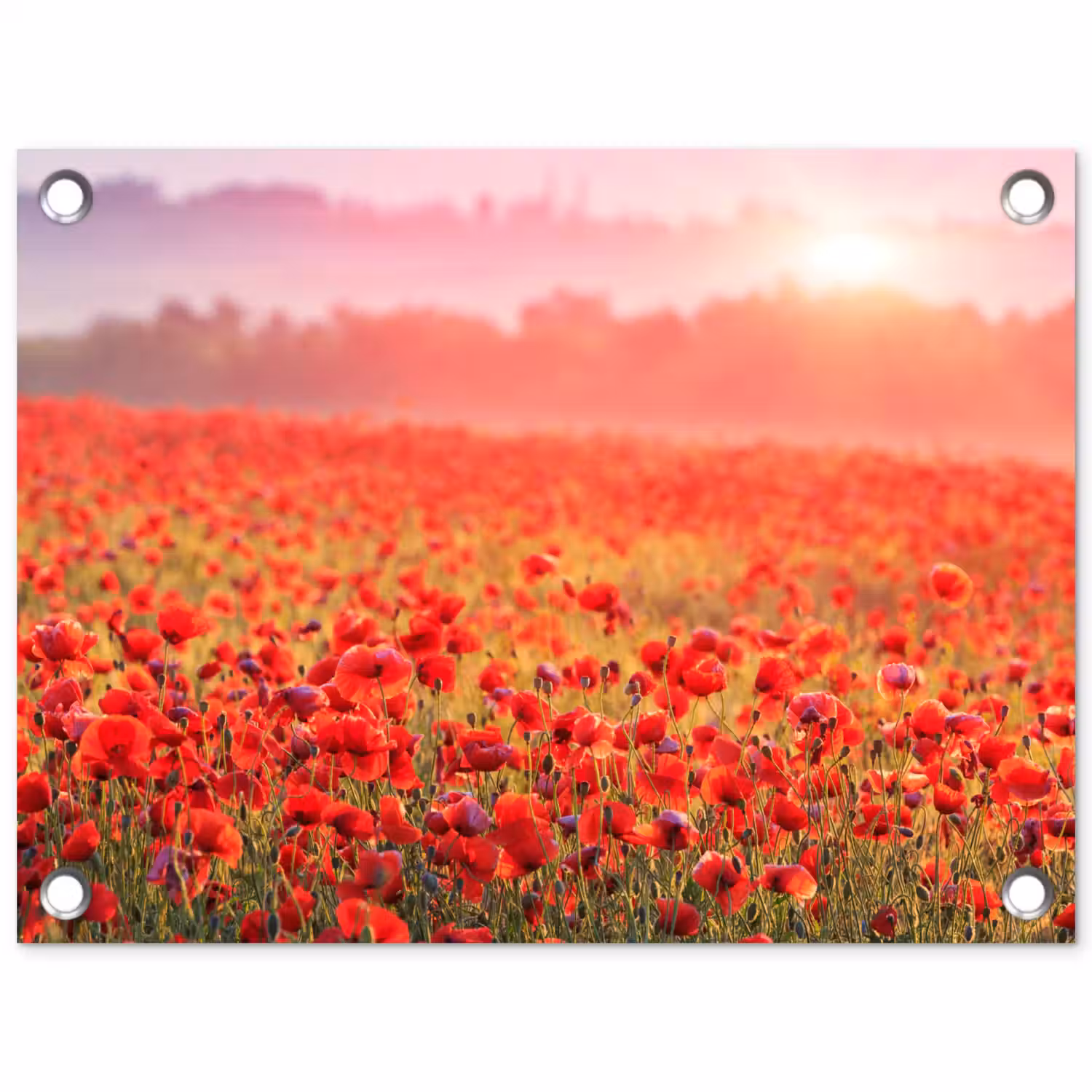 Rode klaprozen in de ochtendzon tuinposter los doek klein -3d