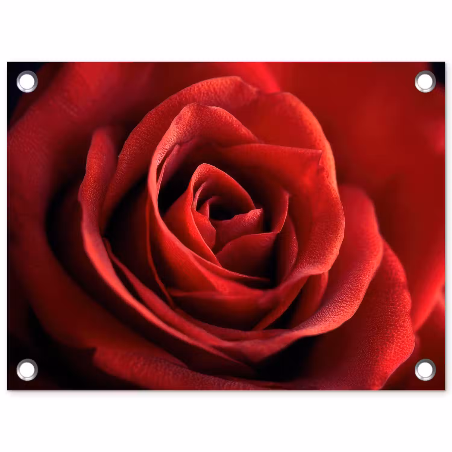 Rood - Roos - Romantisch tuinposter los doek klein -3d