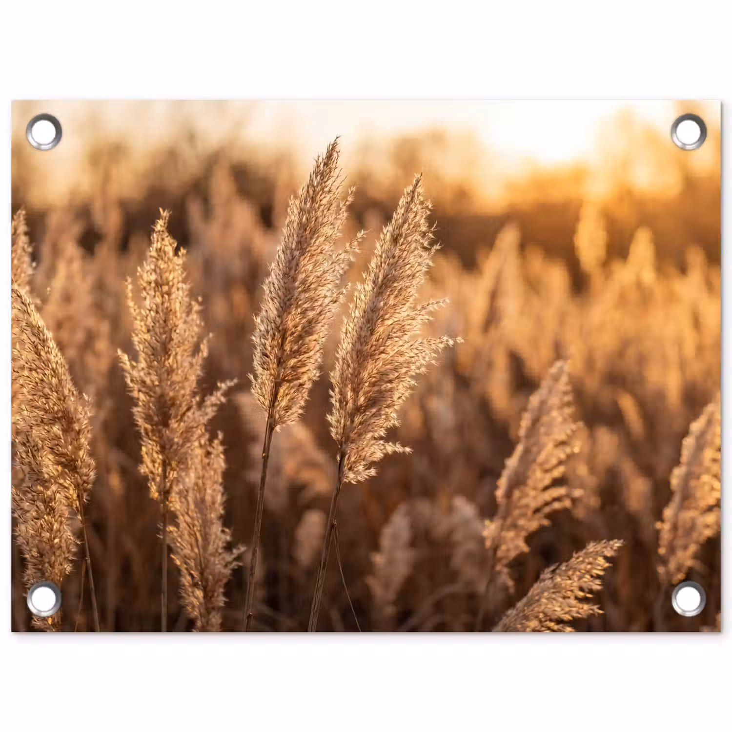 Rietpluimen - Gras - Zonsondergang - Goud - Serene tuinposter los doek klein -3d