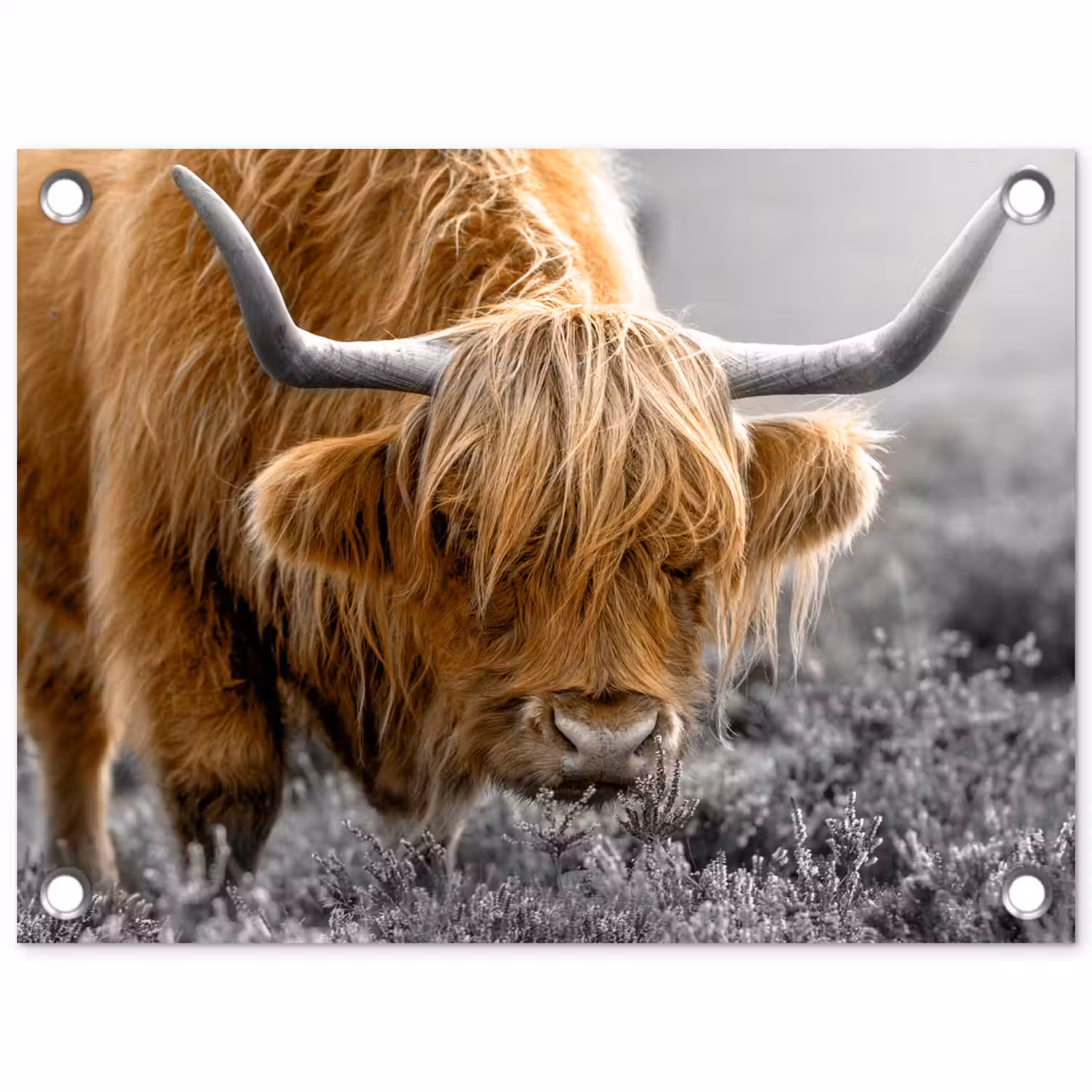 Schotse Hooglander - Dieren - Bruin - Koe - Zwart - Wit - Natuur tuinposter los doek klein -3d