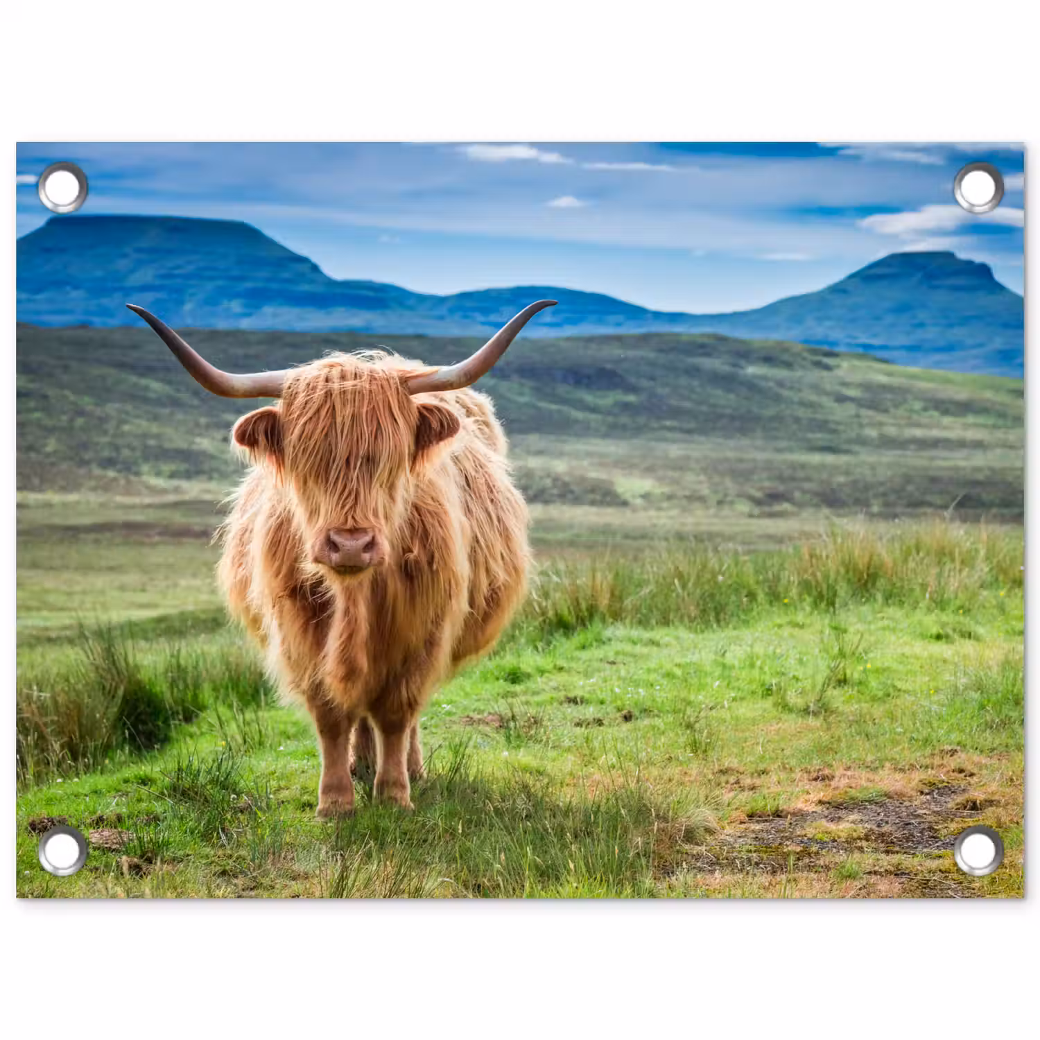 Schotse hooglander - Koe - Natuur - Berg - Gras tuinposter los doek klein -3d
