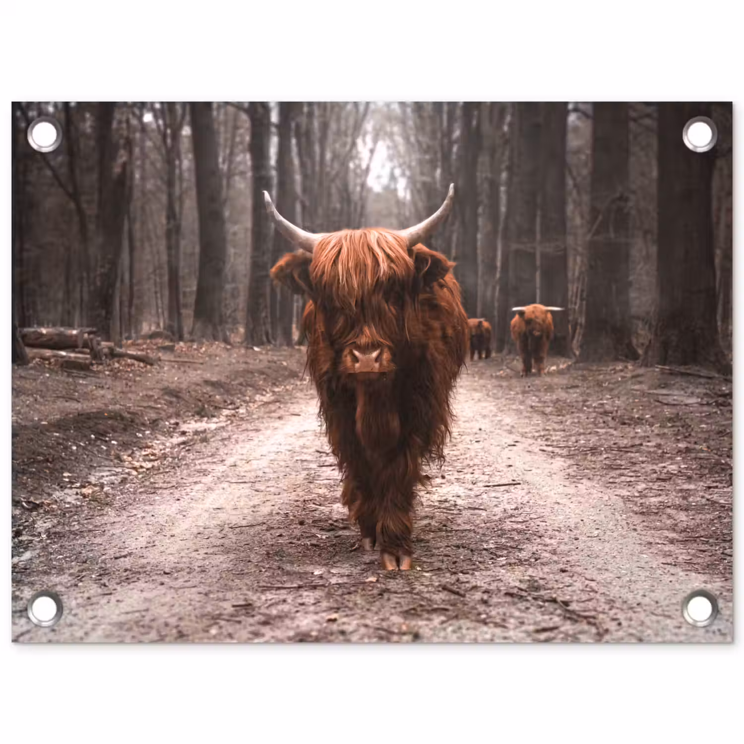 Schotse hooglander - Bos - Koe - Dieren - Natuur tuinposter los doek klein -3d