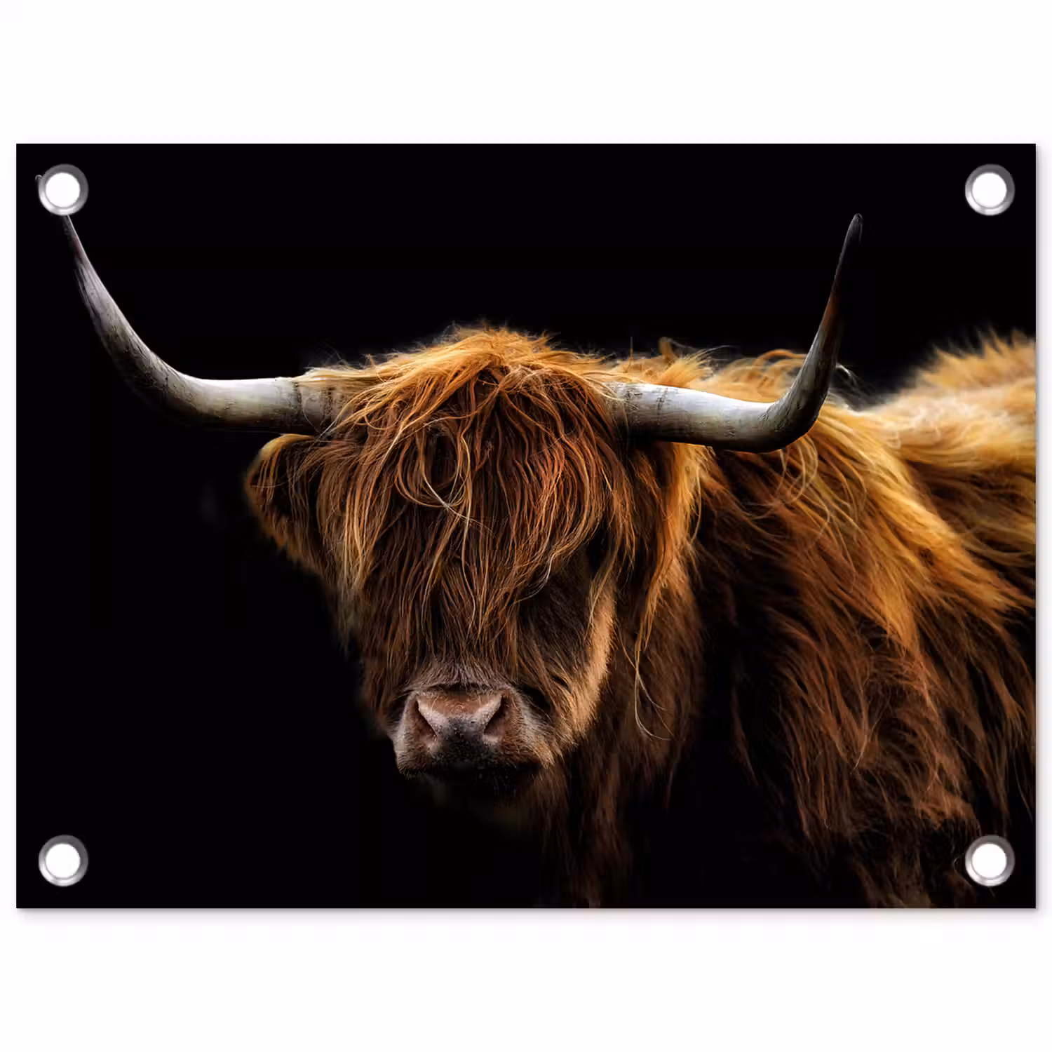 Schotse Hooglander - Horens - Zwart - Dieren - Natuur - Wild - Koe tuinposter los doek klein -3d