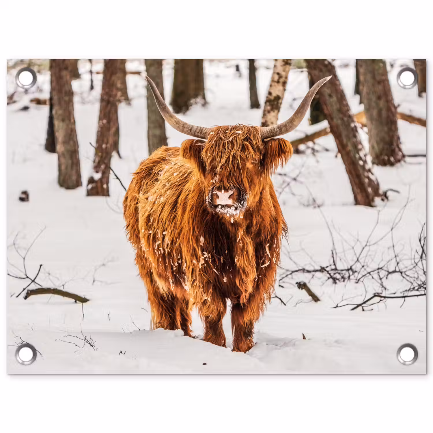 Schotse Hooglander - Sneeuw - Winter - Natuur - Dieren tuinposter los doek klein -3d