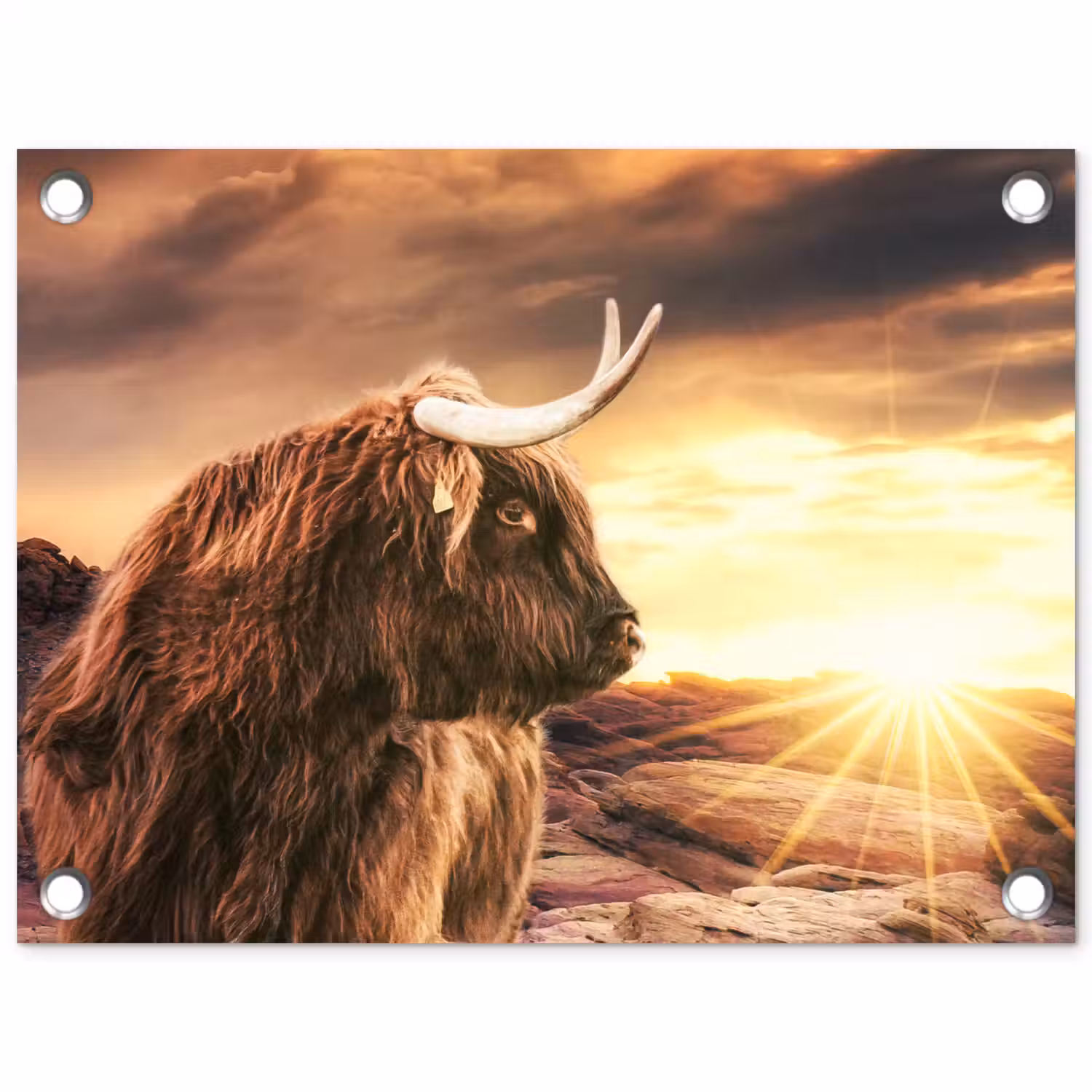 Schotse hooglander - Zon - Horizon - Koe - Dieren tuinposter los doek klein -3d