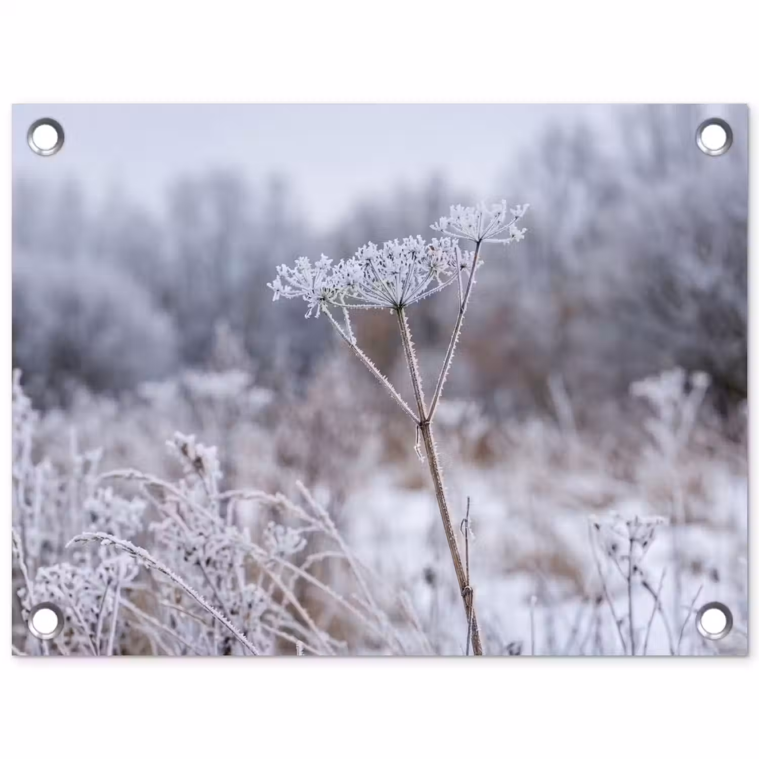 Schermbloem - Rijp - Kristallen - Winter - Delicaat tuinposter los doek klein -3d