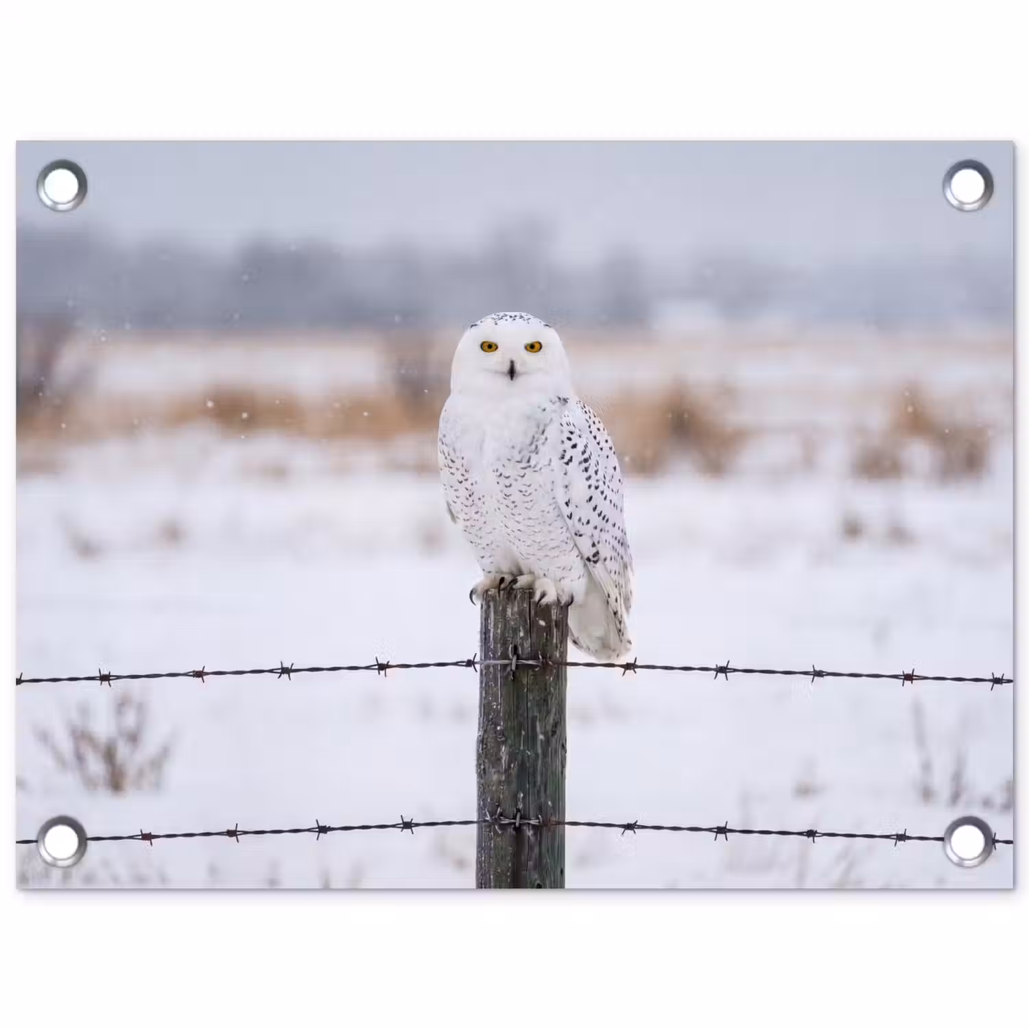 Sneeuwuil - Hek - Sneeuw - Wit tuinposter los doek klein -3d