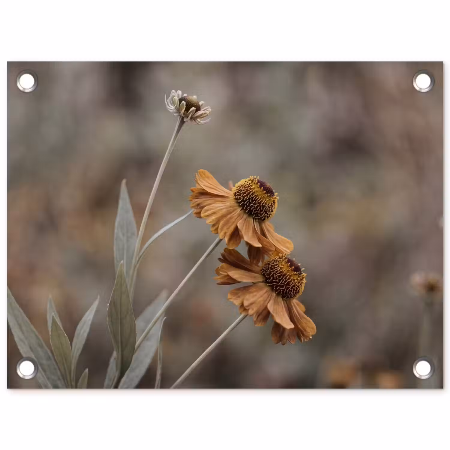 Zonnehoed - Droogbloemen - Geel - Warm tuinposter los doek klein -3d