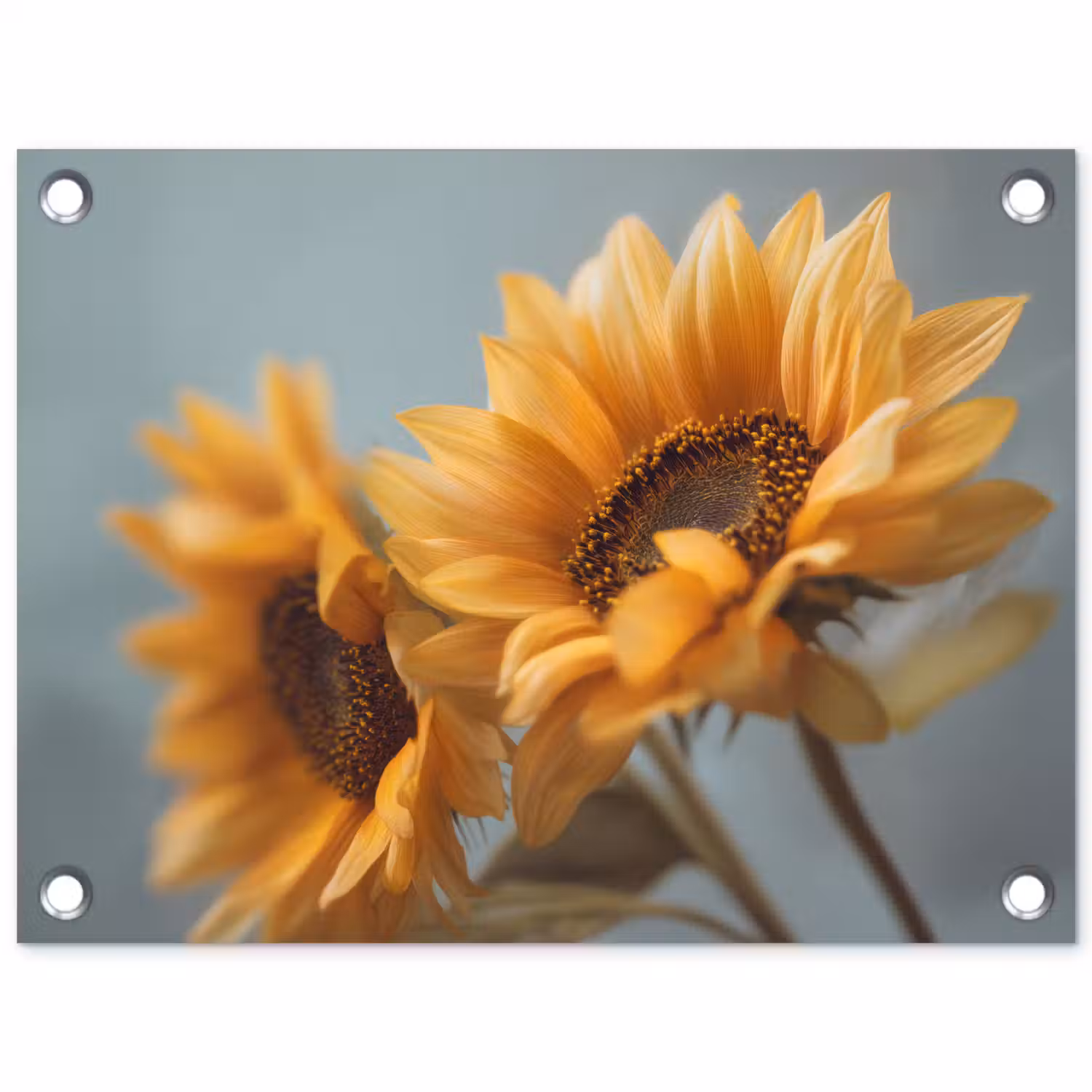 Zonnebloemen - Geel - Wazig tuinposter los doek klein -3d
