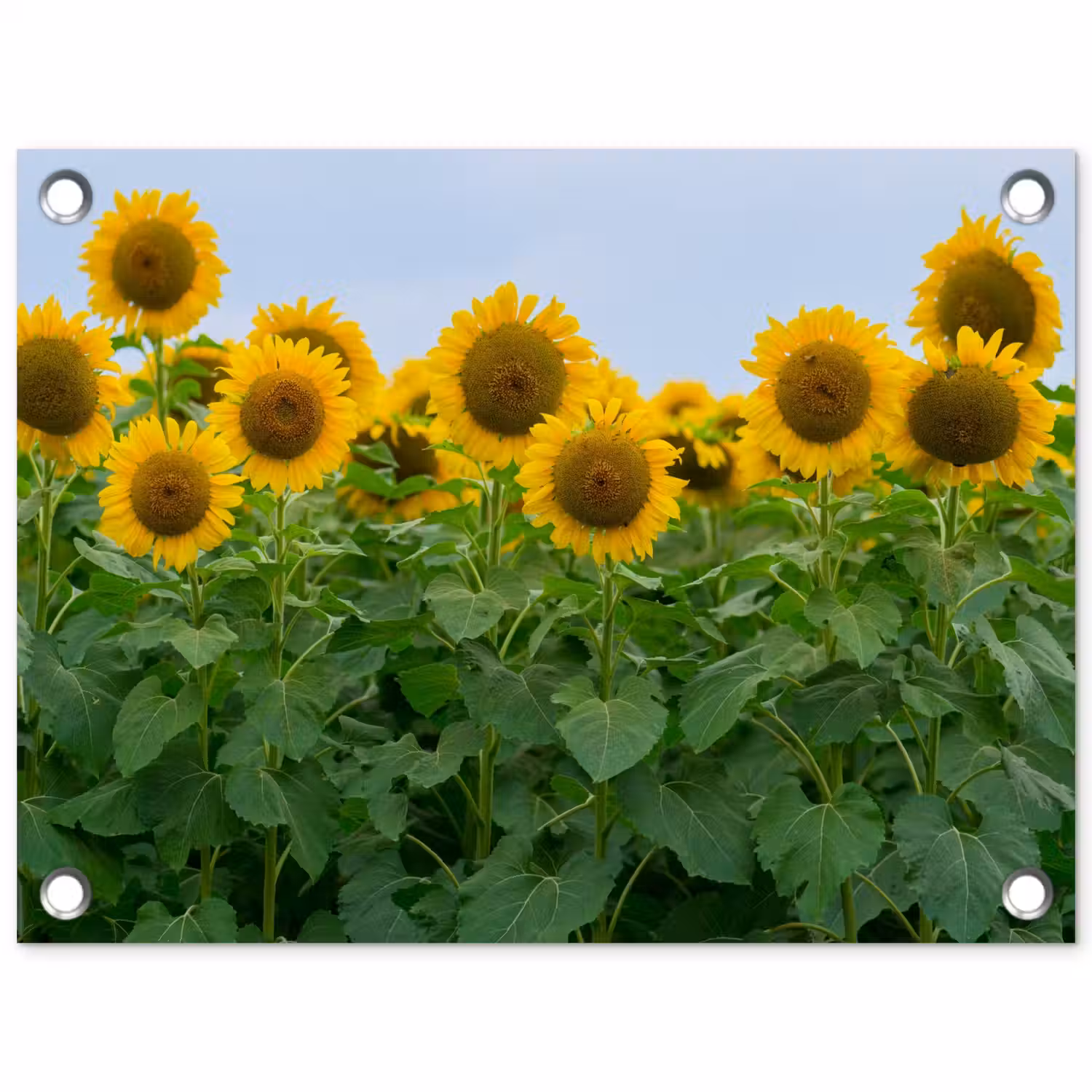 Zonnebloemen - Geel - Natuur tuinposter los doek klein -3d
