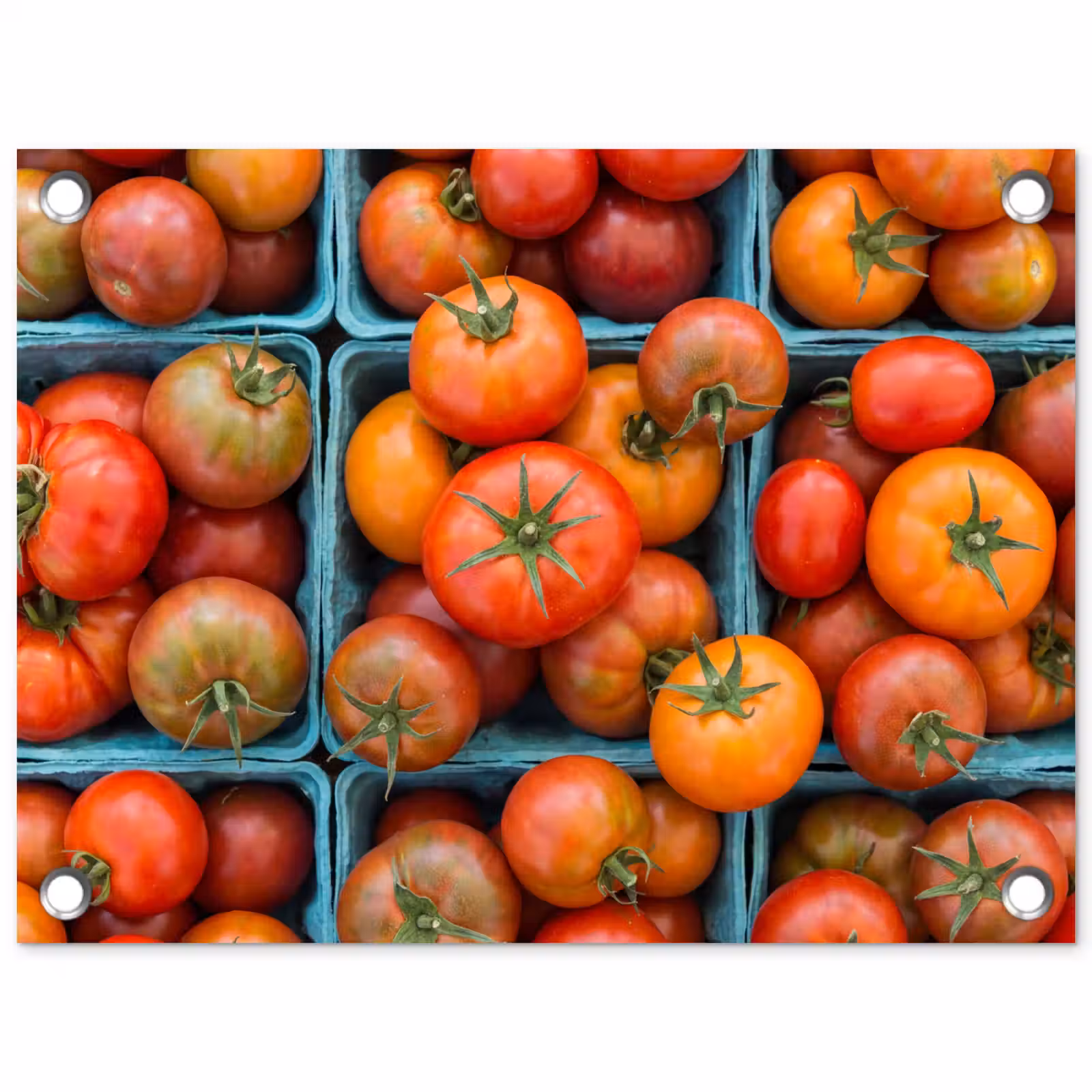 Garden Poster - Tomatoes - Food - Colorful - Tomaten - Eten - Kleurrijk tuinposter los doek klein