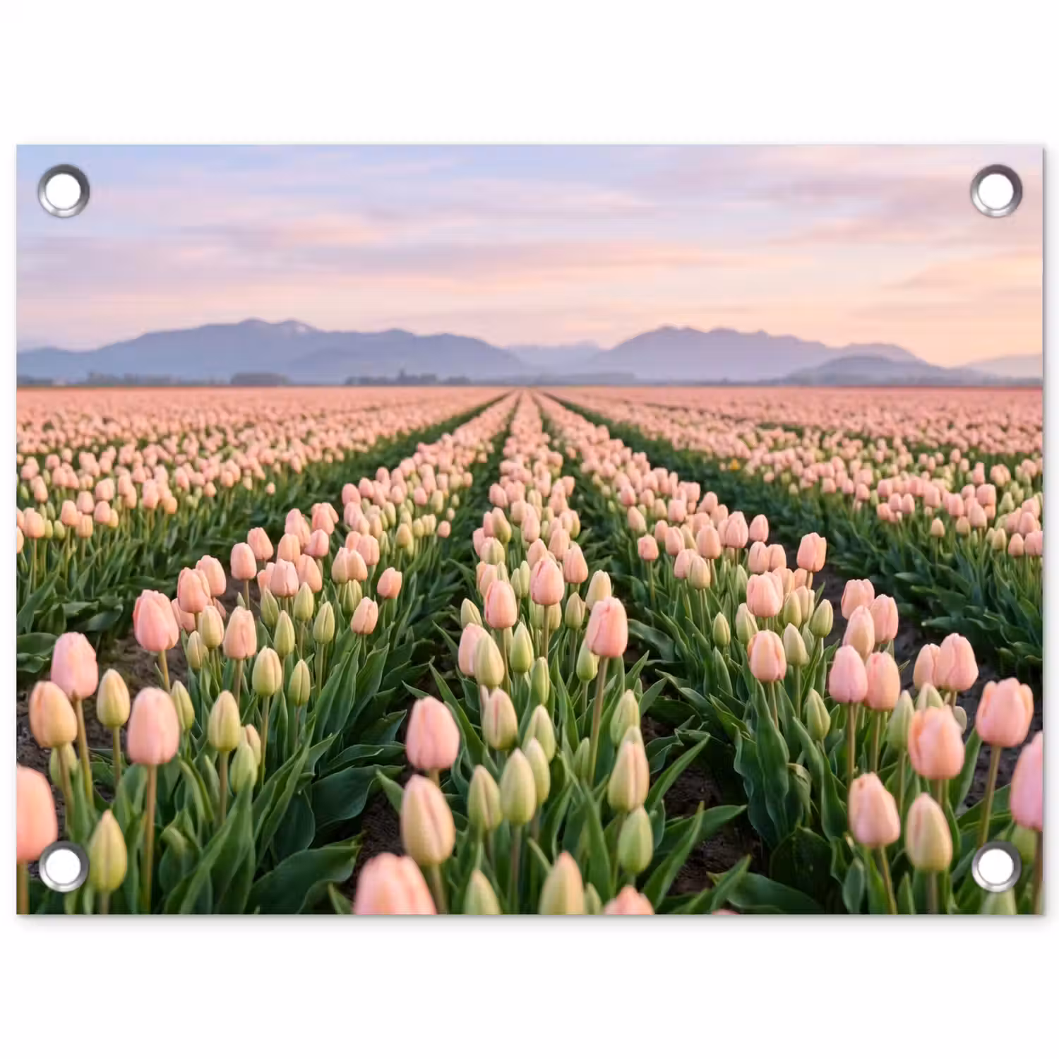 Tulpen - Landschap - Roze tuinposter los doek klein -3d