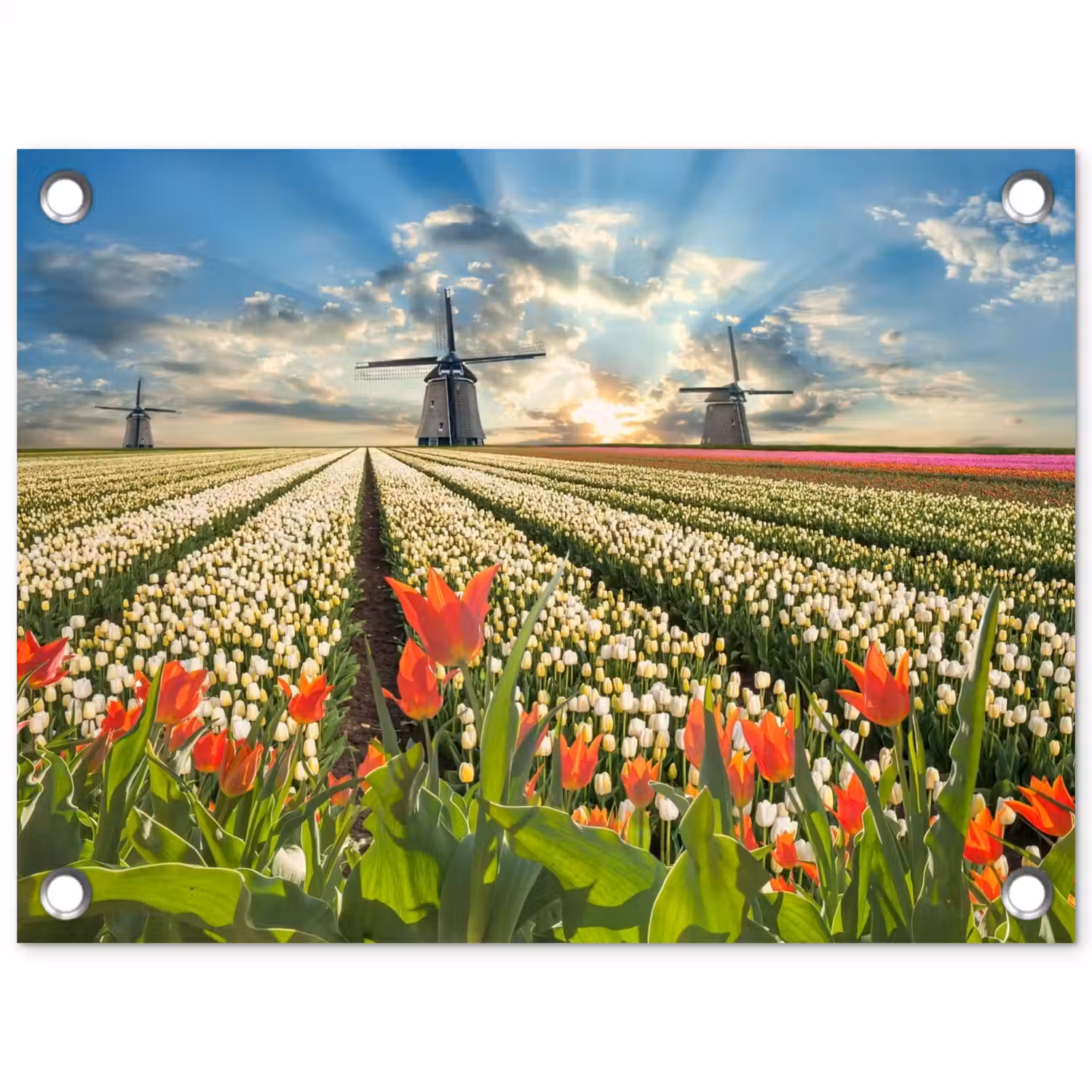 Windmolens en tulpenvelden bij zonsopgang tuinposter los doek klein -3d