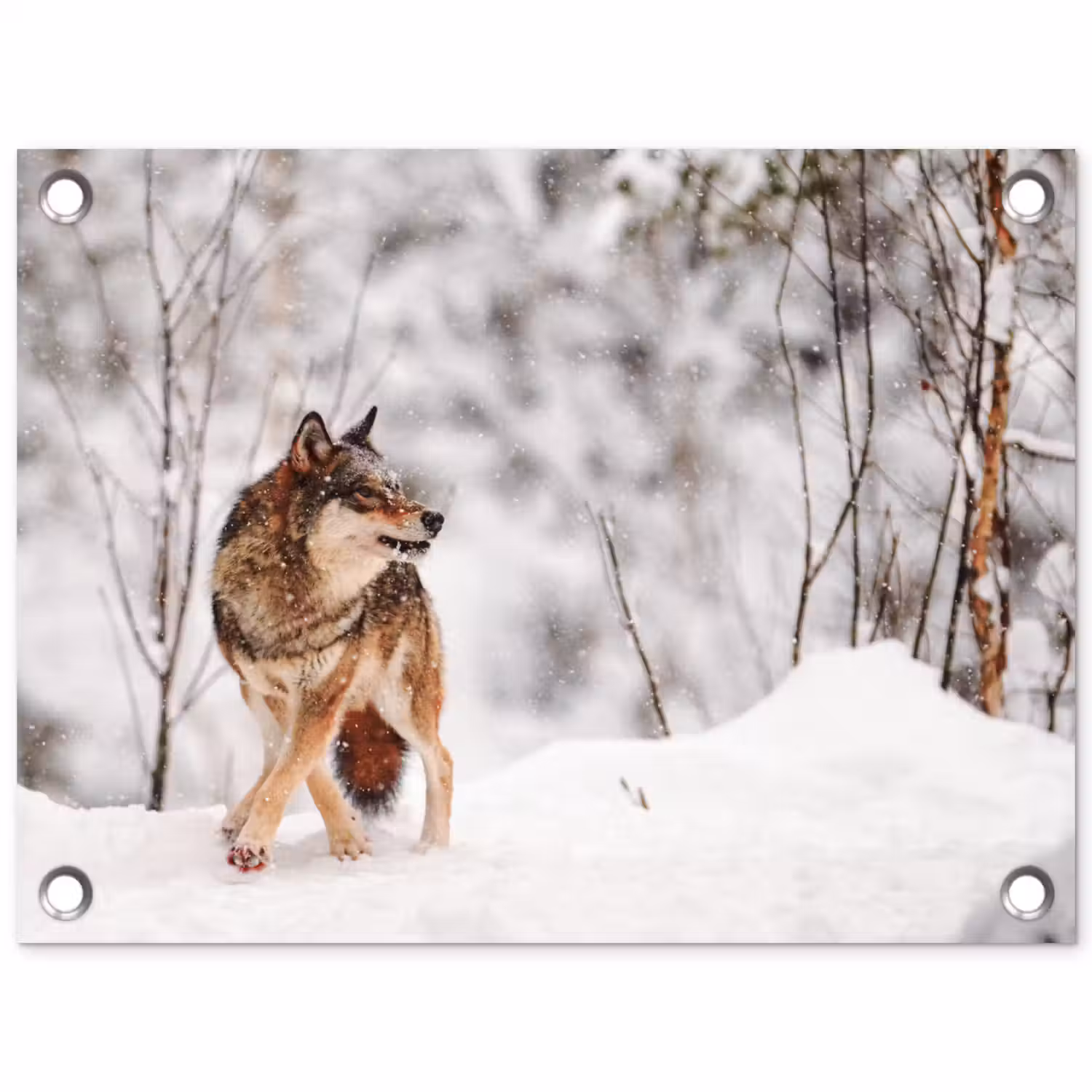 Wolf - Winter - Sneeuw - Natuur - Dieren tuinposter los doek klein -3d