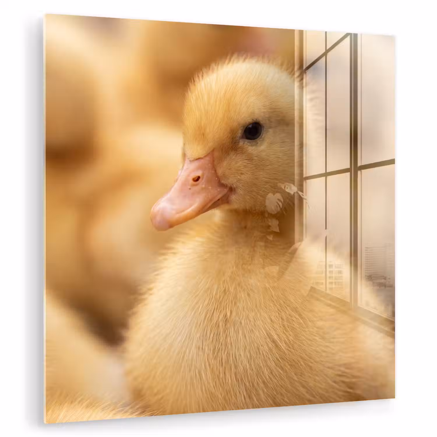 Pijltje - Eend - Natuur - Geel plexiglas 5mm klein -zzzproduct_nieuw