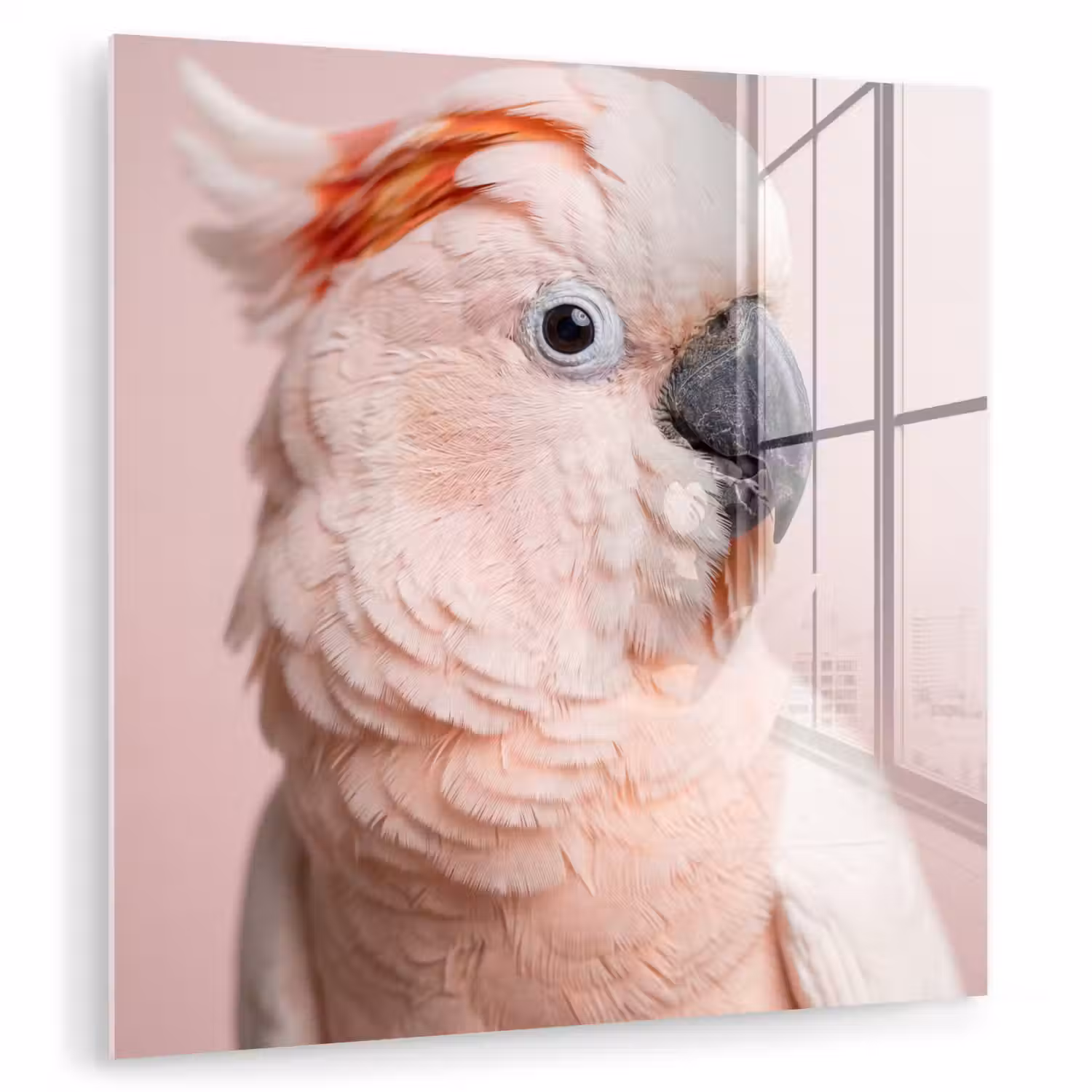 Kaketoe - Portret - Roze plexiglas 5mm klein -zzzproduct_nieuw
