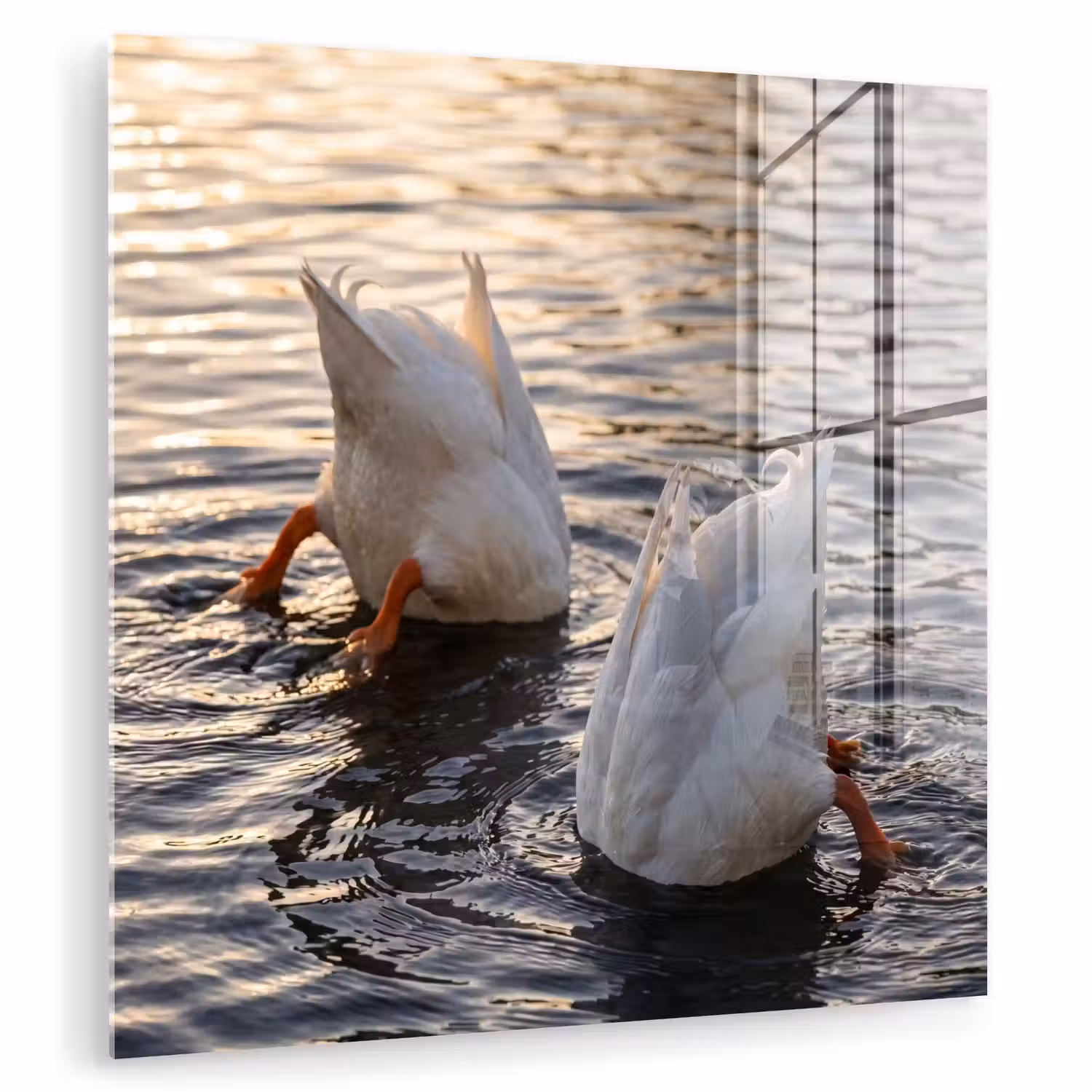 Eenden - Water - Natuur plexiglas 5mm klein -zzzproduct_nieuw