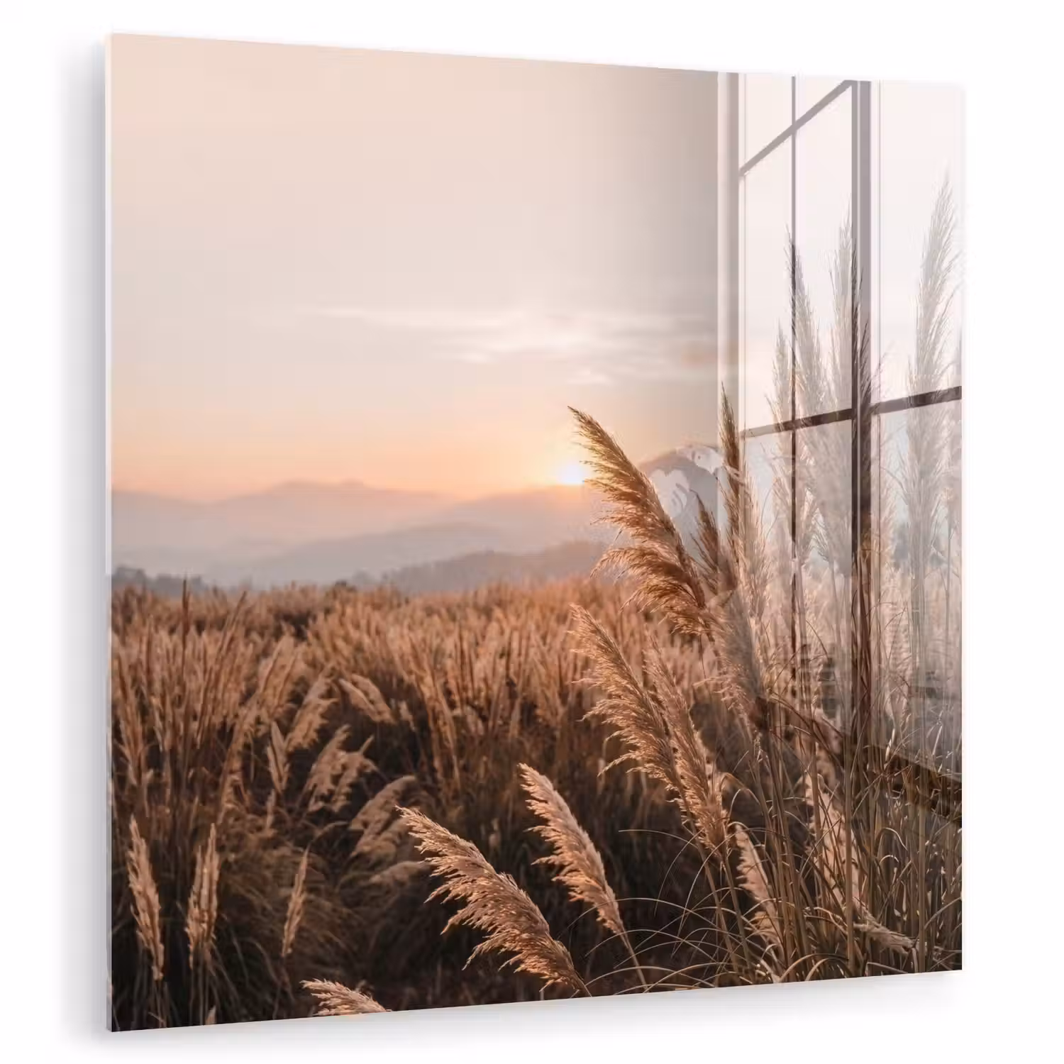 Gras - Veld - Zon - Natuur plexiglas 5mm klein -zzzproduct_nieuw