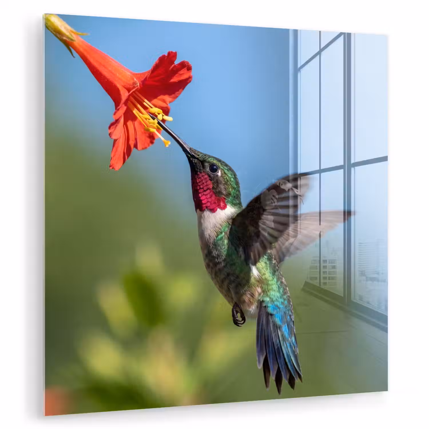 Kolibrie - Bloem - Natuur - Groen plexiglas 5mm klein -zzzproduct_nieuw