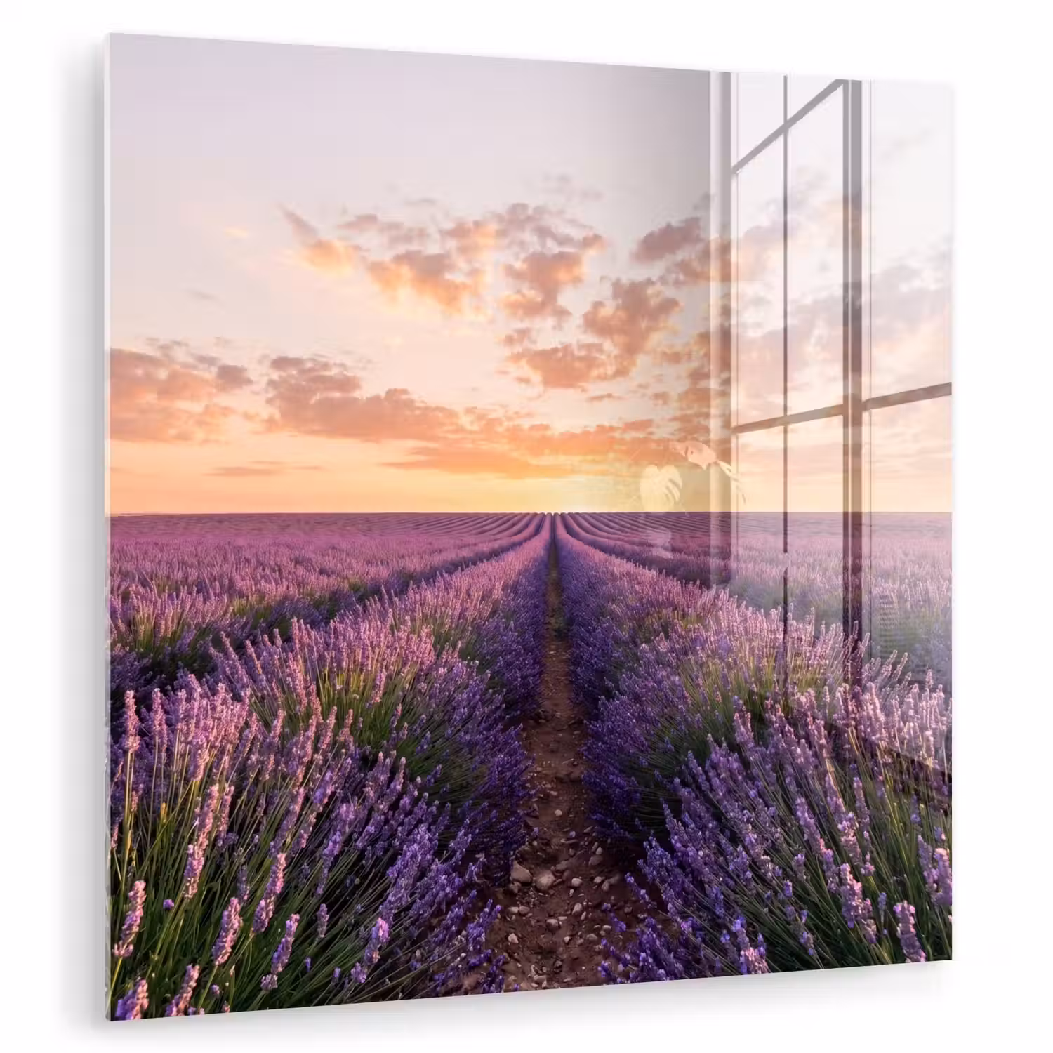 Landschap - Lavendelveld - Paars plexiglas 5mm klein -zzzproduct_nieuw