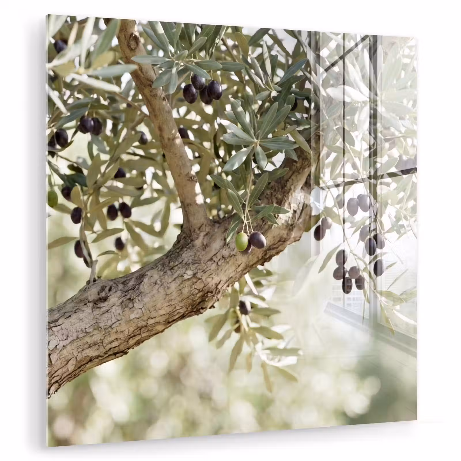 Glass Print - Olive tree - branch - green - Olijfboom - tak - groen plexiglas 5mm klein