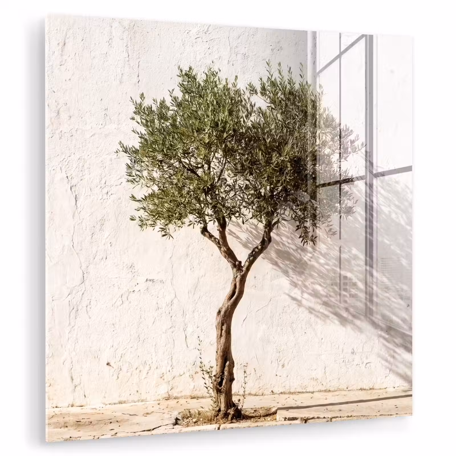 Glass Print - Olive Tree - Wall - White - Olijfboom - muur - wit plexiglas 5mm klein