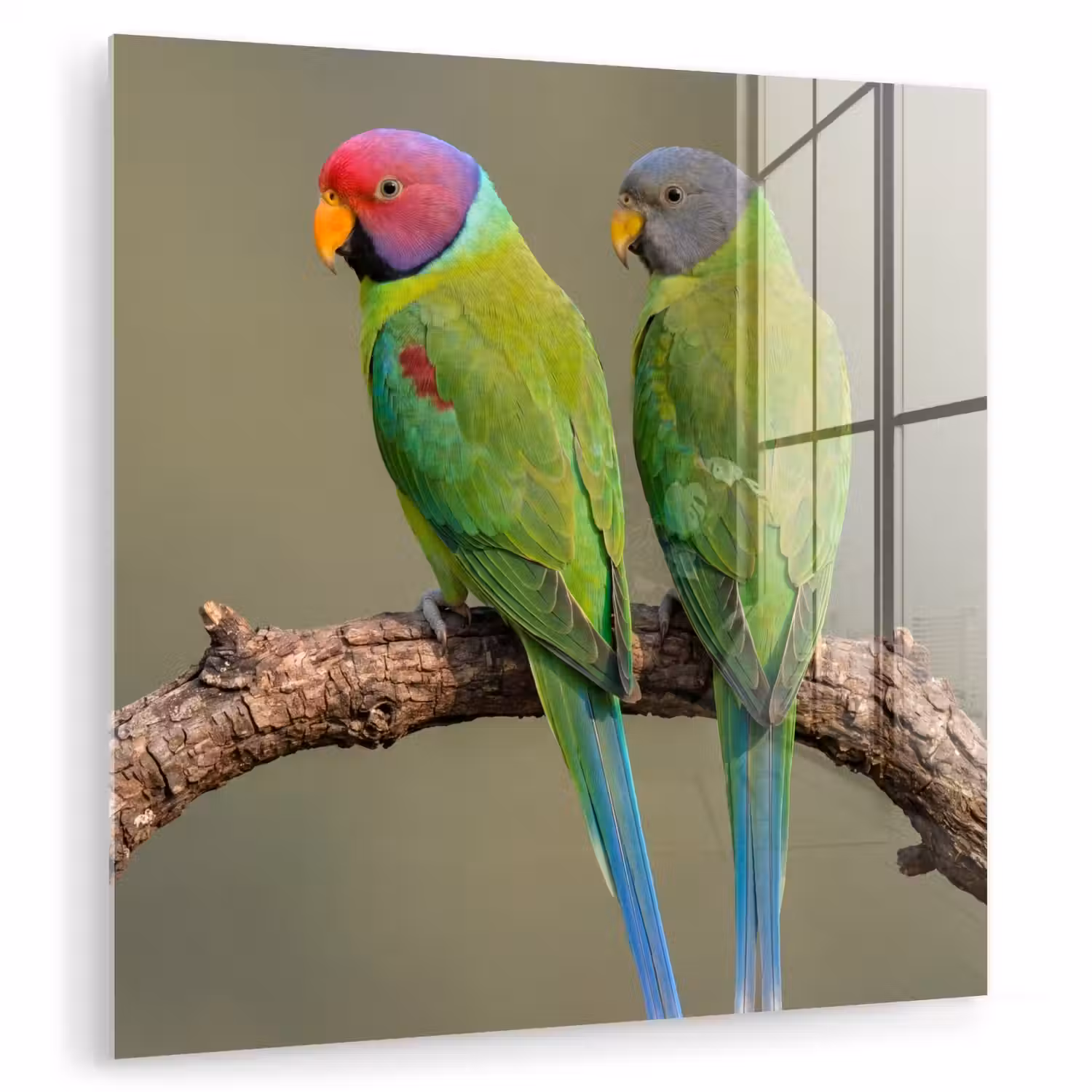 Papagaai - Tak - Natuur - Kleurrijk plexiglas 5mm klein -zzzproduct_nieuw