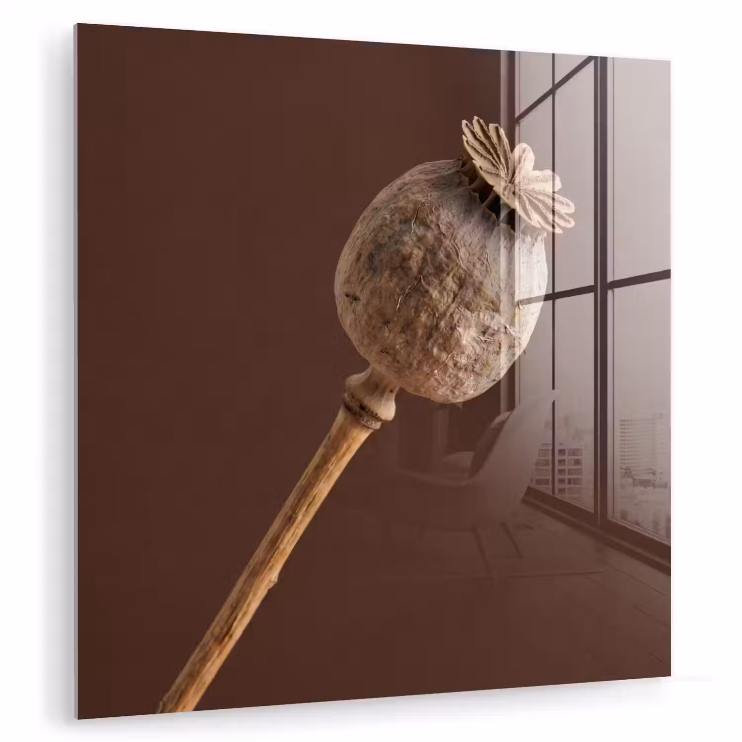 Papaverbol - Droogbloem - Bruin - Minimalistisch plexiglas 5mm klein -zzzproduct_nieuw